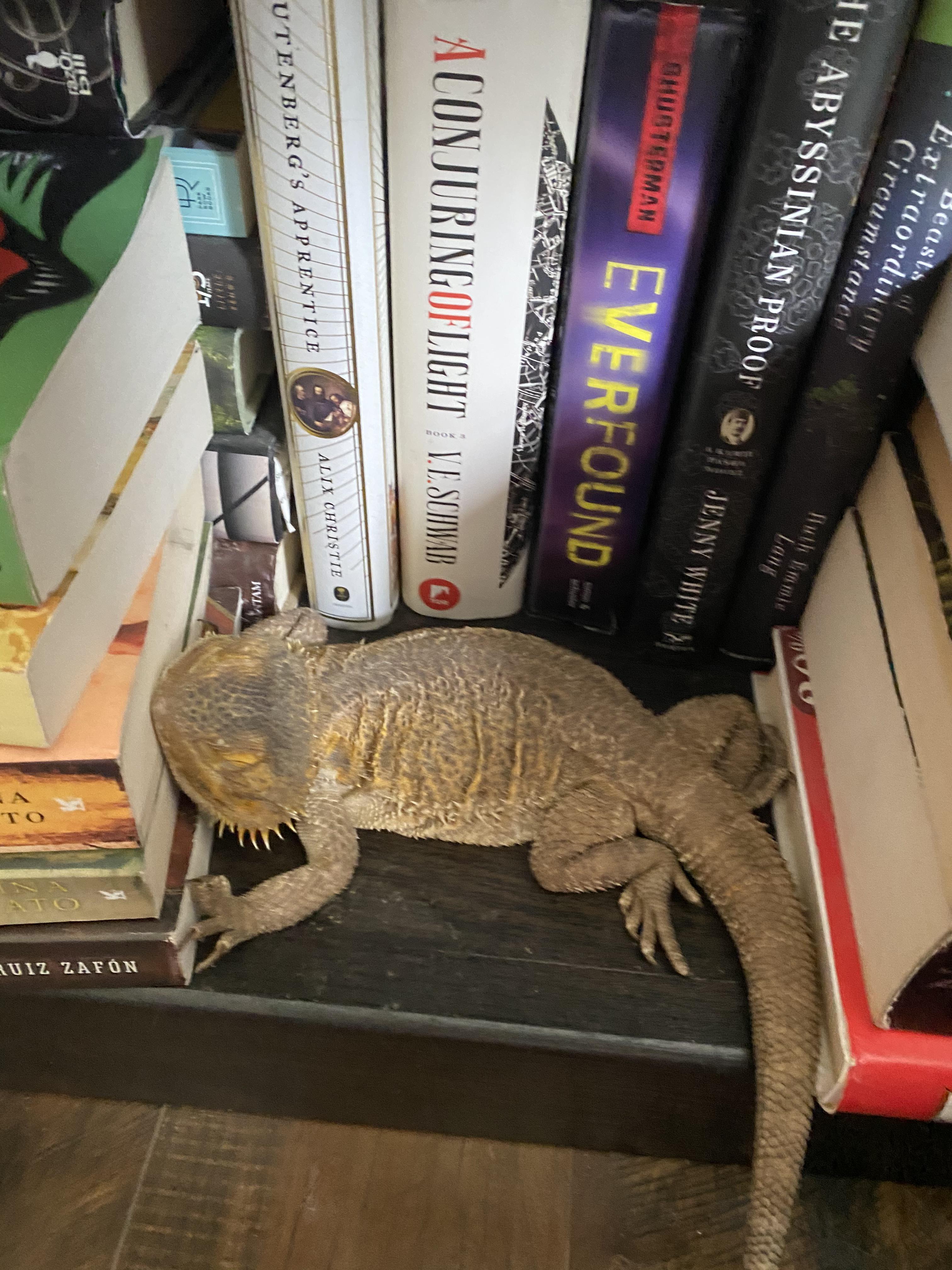 Bearded dragons and books... they just got together r/BeardedDragons