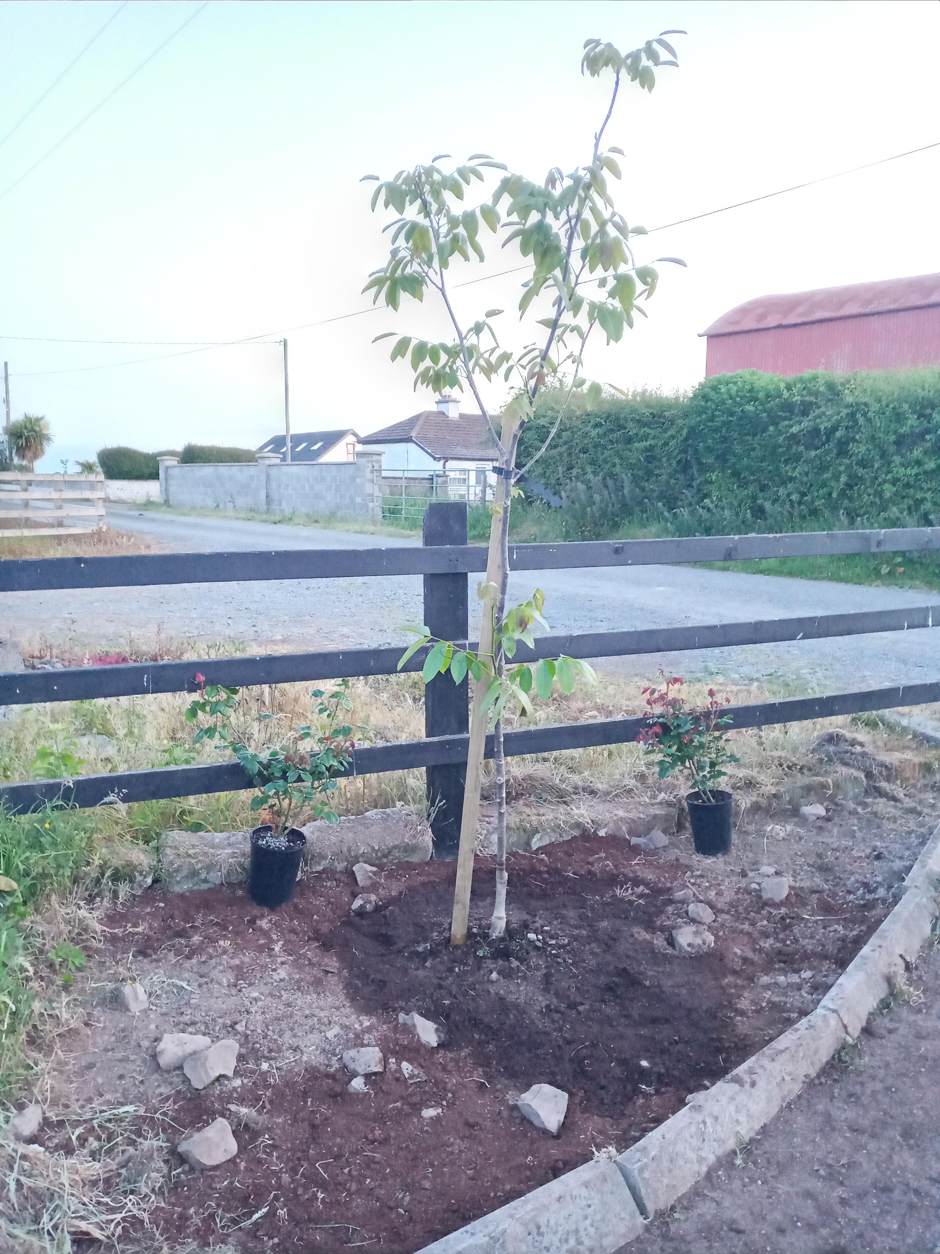 Anyone know if I can plant Dublin Bay roses in this position? The tree