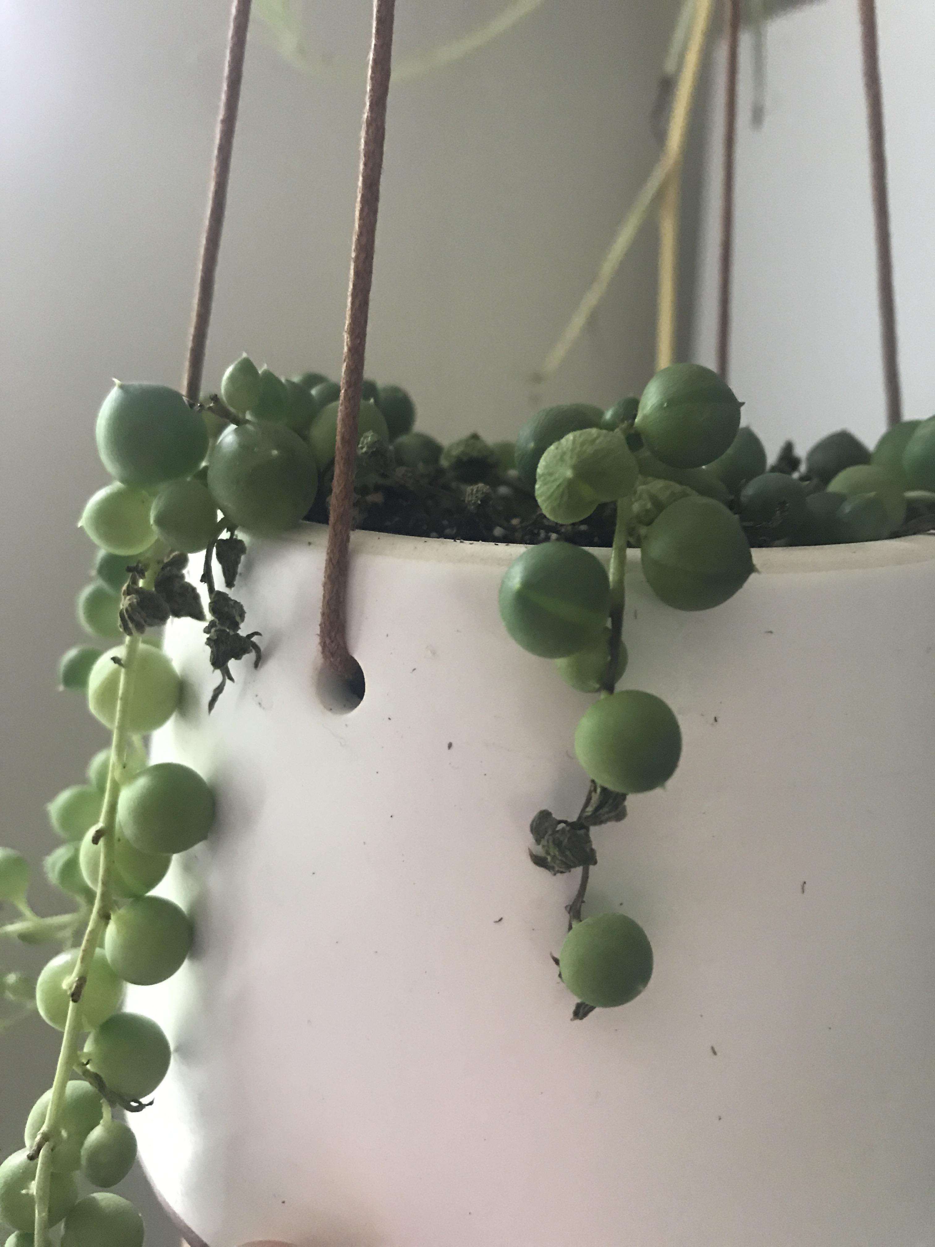 I noticed my string of pearls with some dead strings. Also some in the