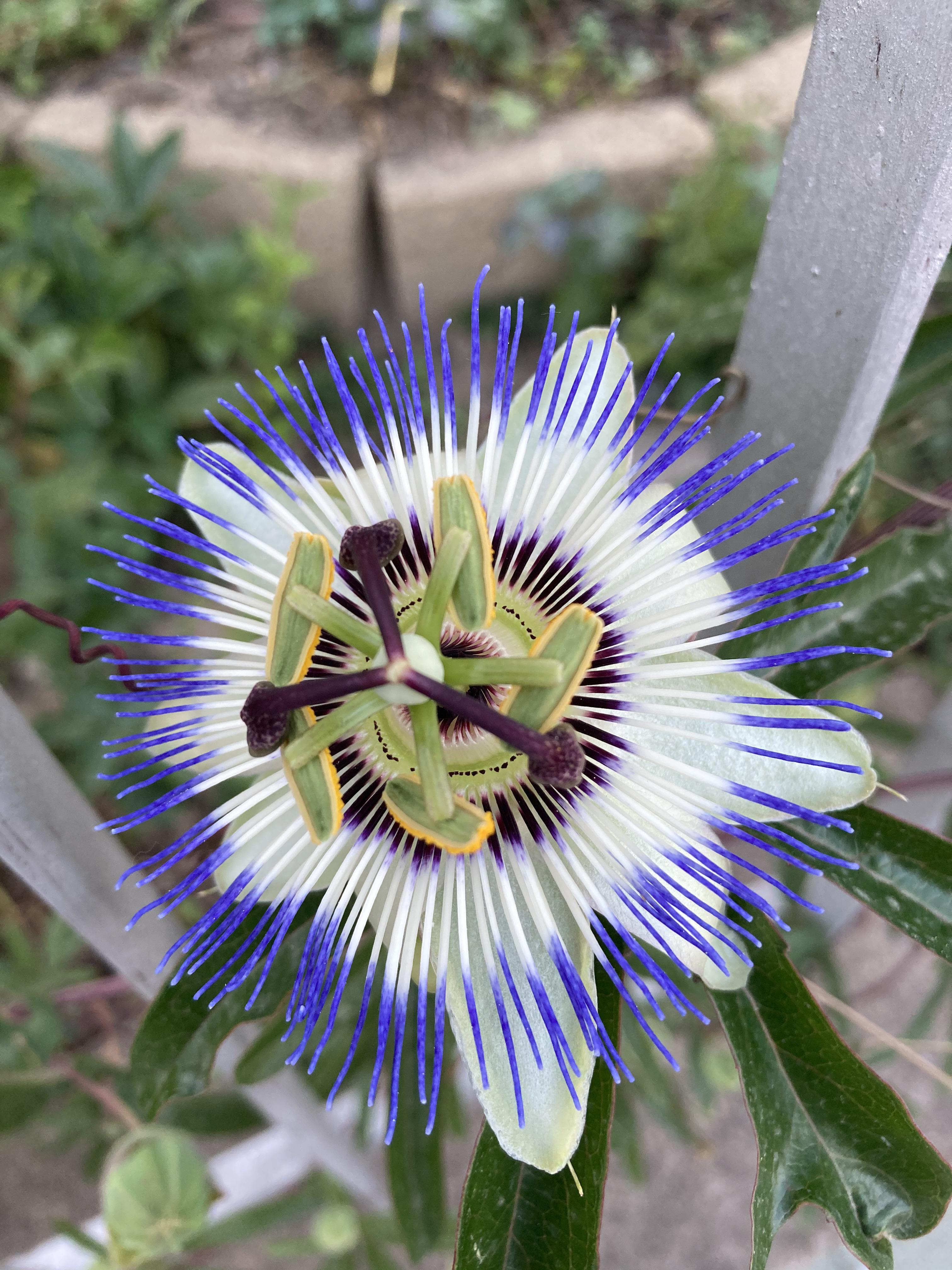 The passion fruit flower r/gardening