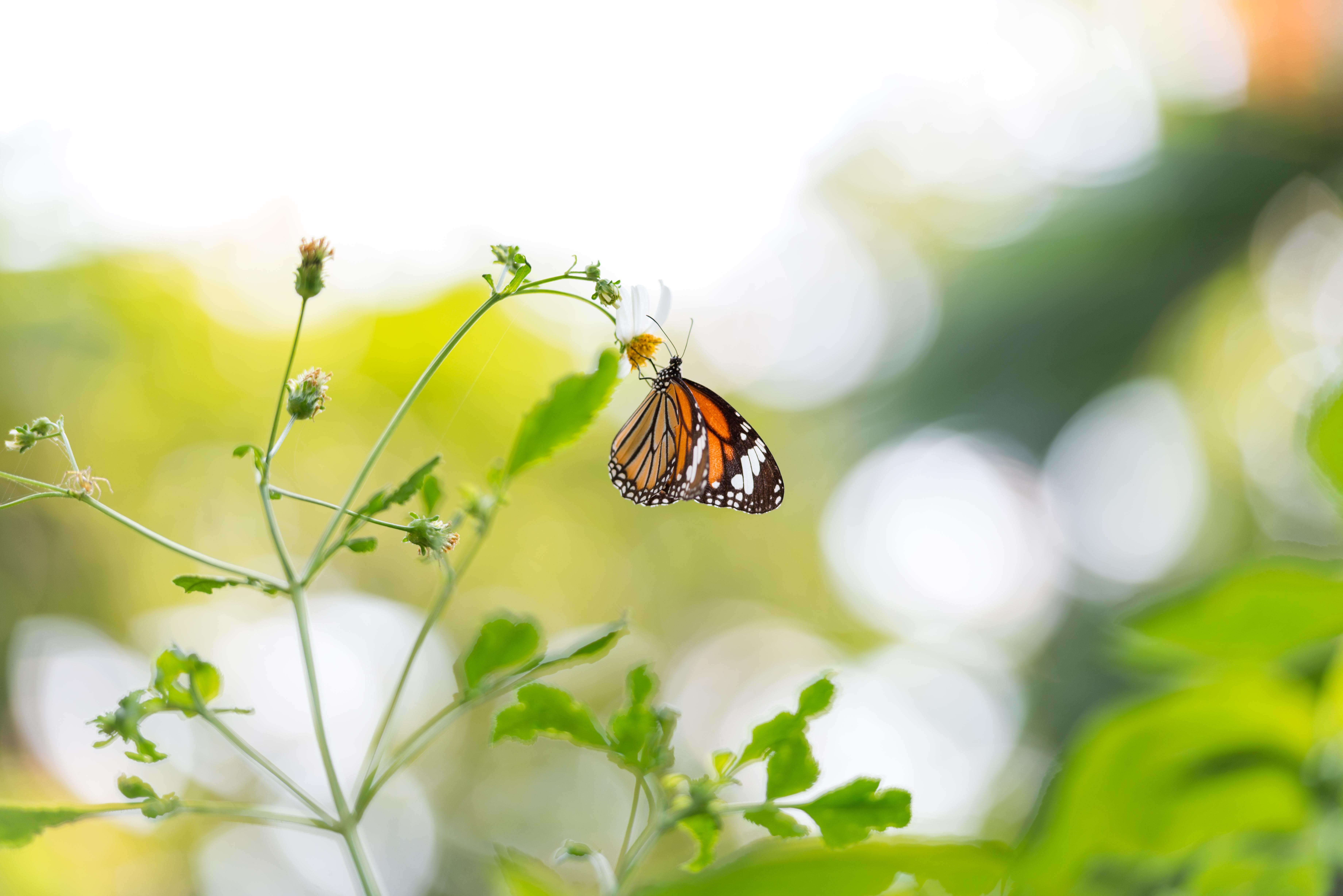 Butterfly in Bangkok Butterfly Garden and Insectarium. r/insects