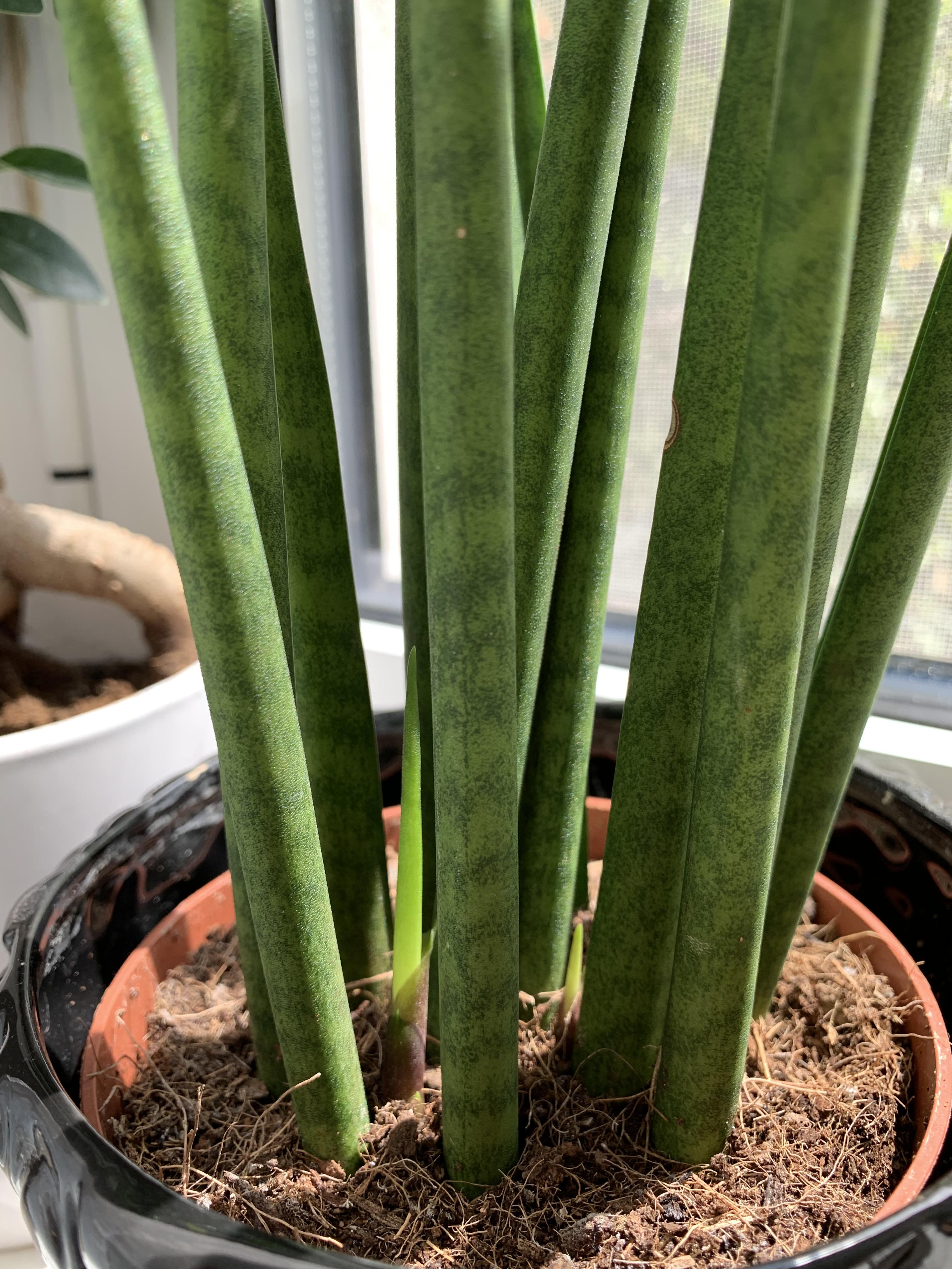My sansevieria cylindrica’s new growth since I put it in a sunnier
