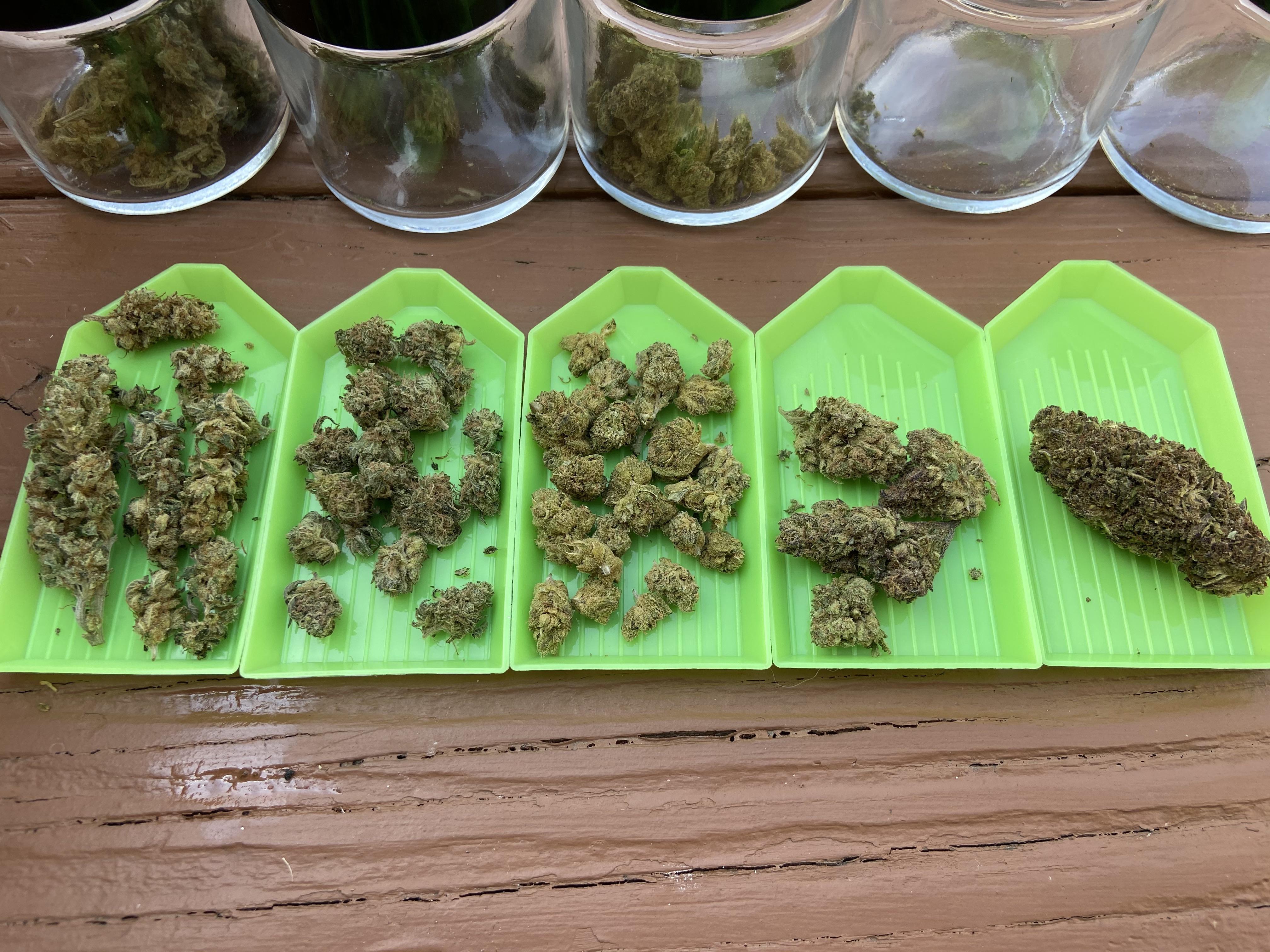 5 strains from Texas Hemp Culture/ Awesome indoor flower vendor with frequent sales r/hempflowers