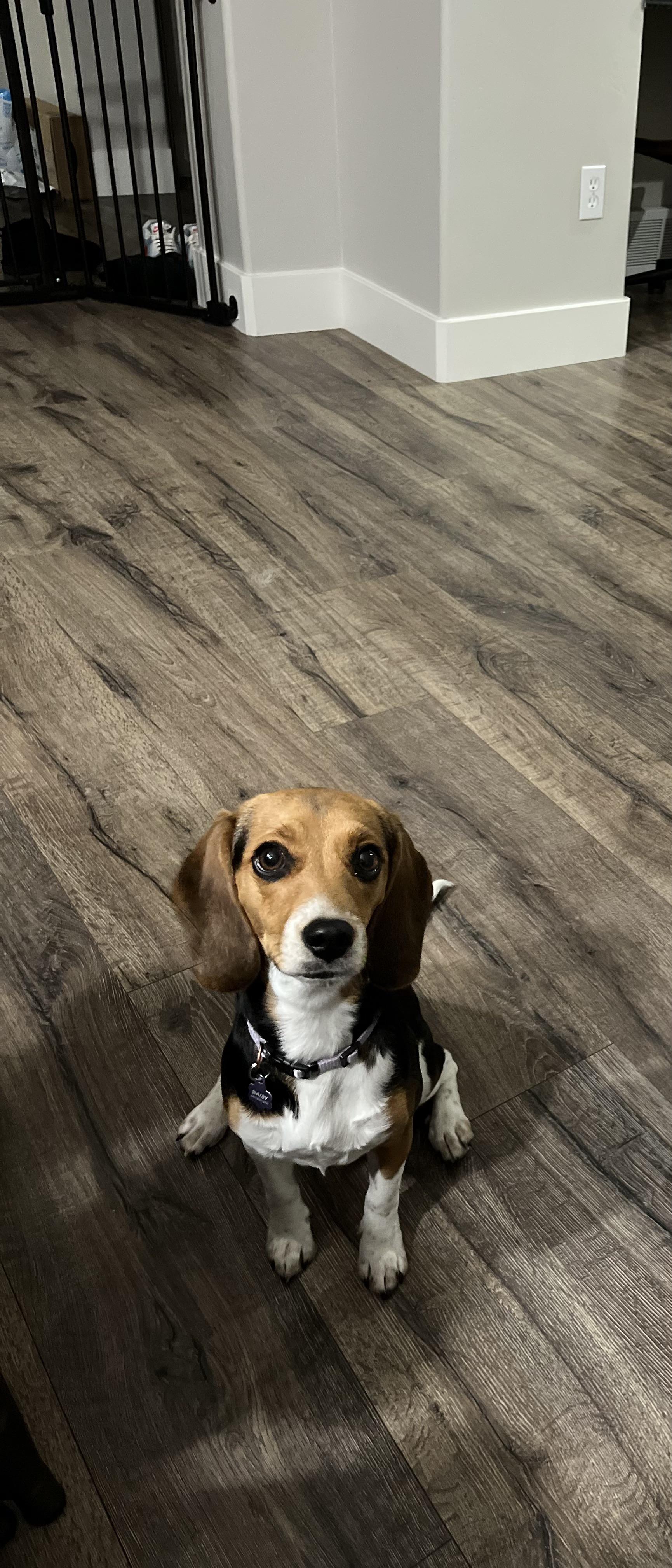 This is Daisy (of course named after John Wicks first dog) r/JohnWick