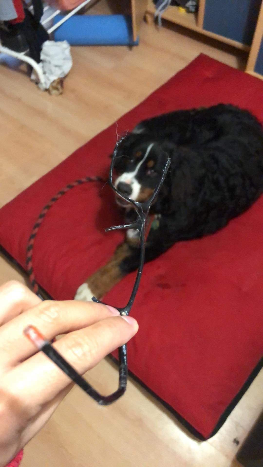My dog ate my glasses. r/pics