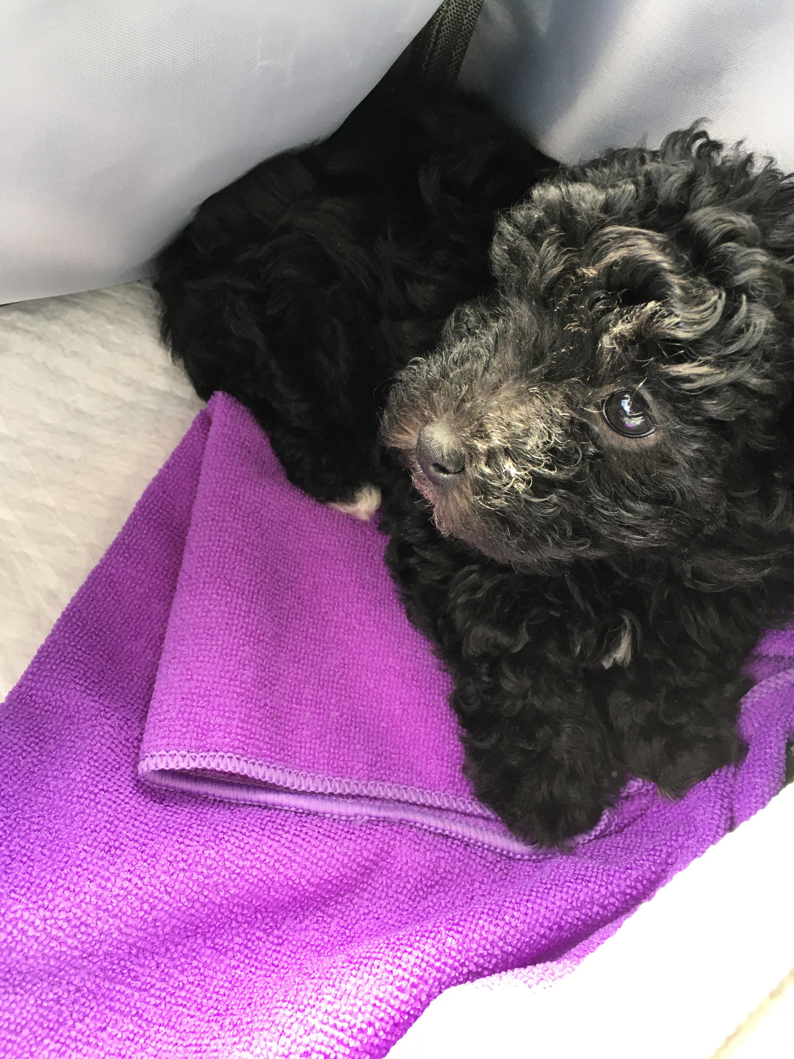 Hi My new baby(toy poodle 3.31lbs) at 9wks is too tiny for the temp