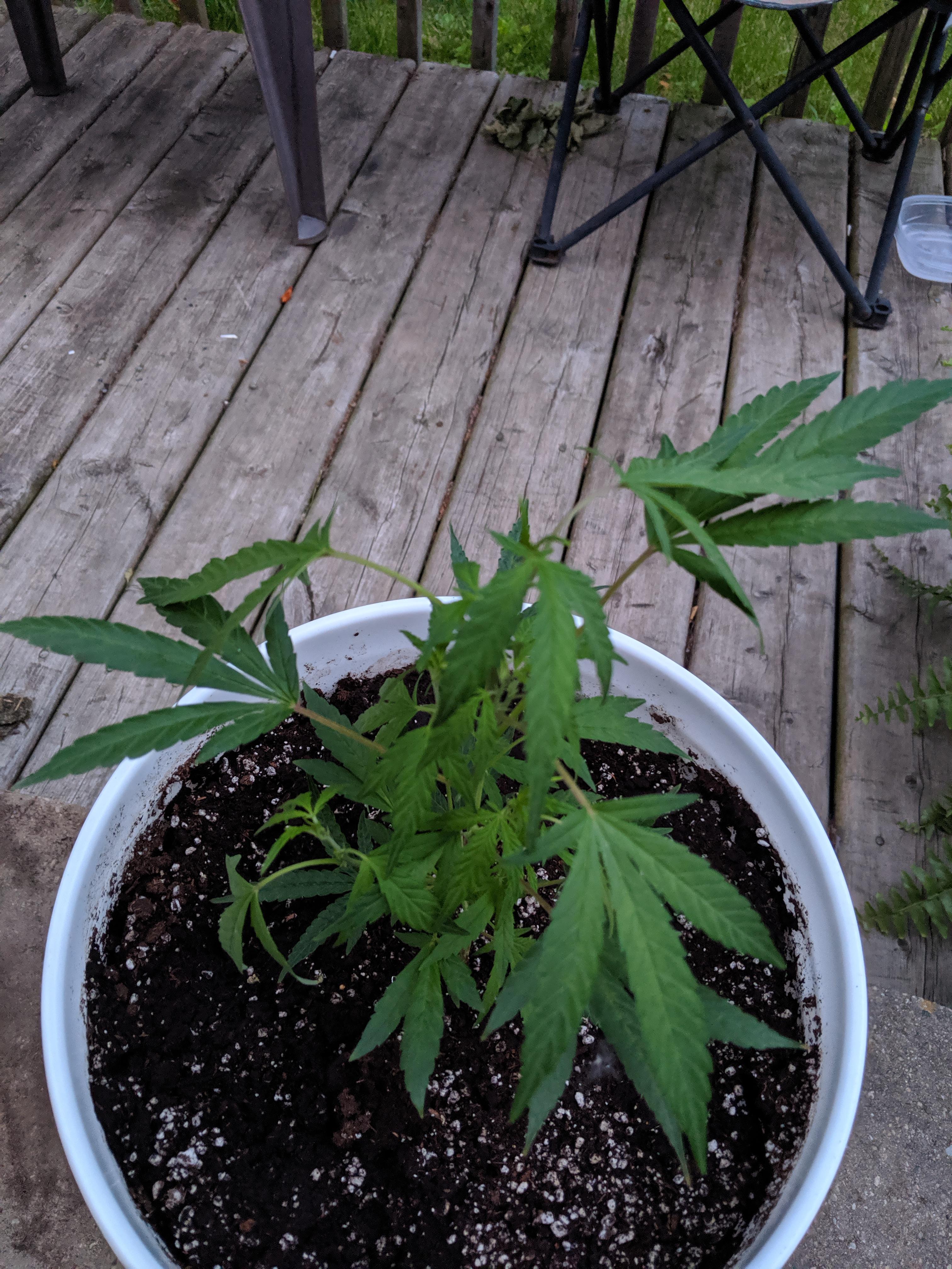 Is it normal for an outdoor plant to droop as the sun sets? r