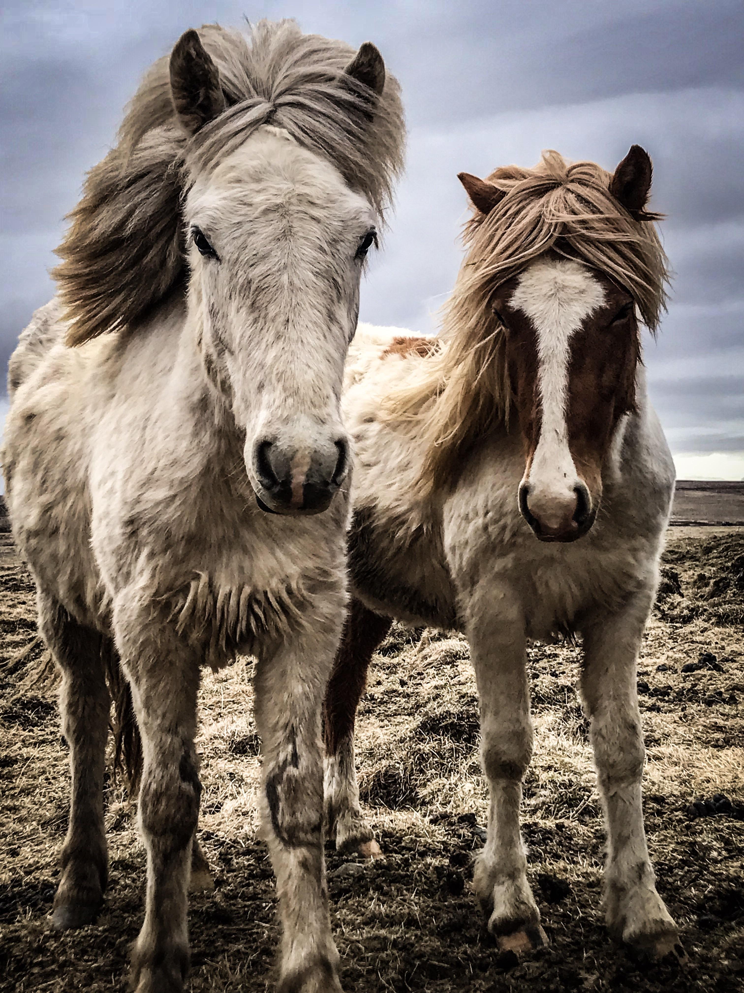Icelandic Horses in northern Iceland [OC] [4032x3024] r/AnimalPorn