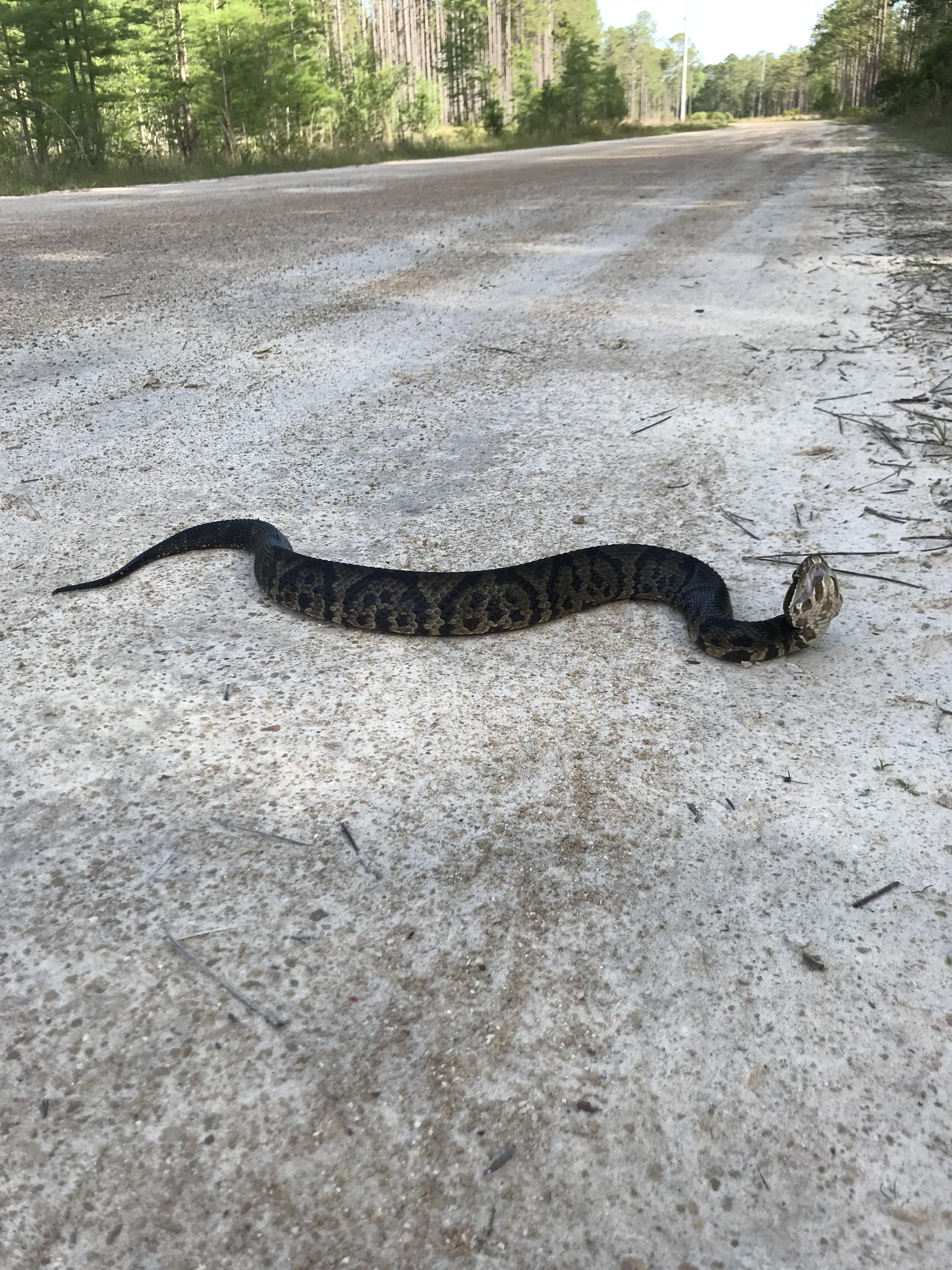 Black cottonmouth from northern Florida. r/snakes