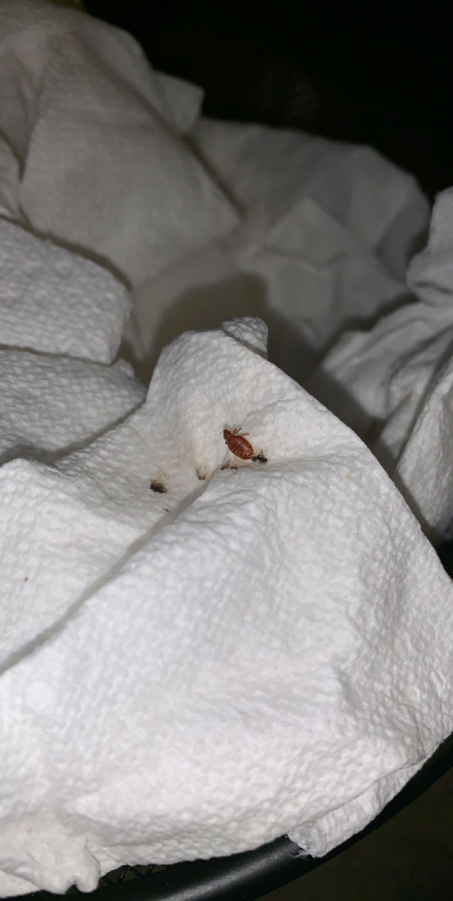 Think I just killed a lone male bed bug. Possible there could be more