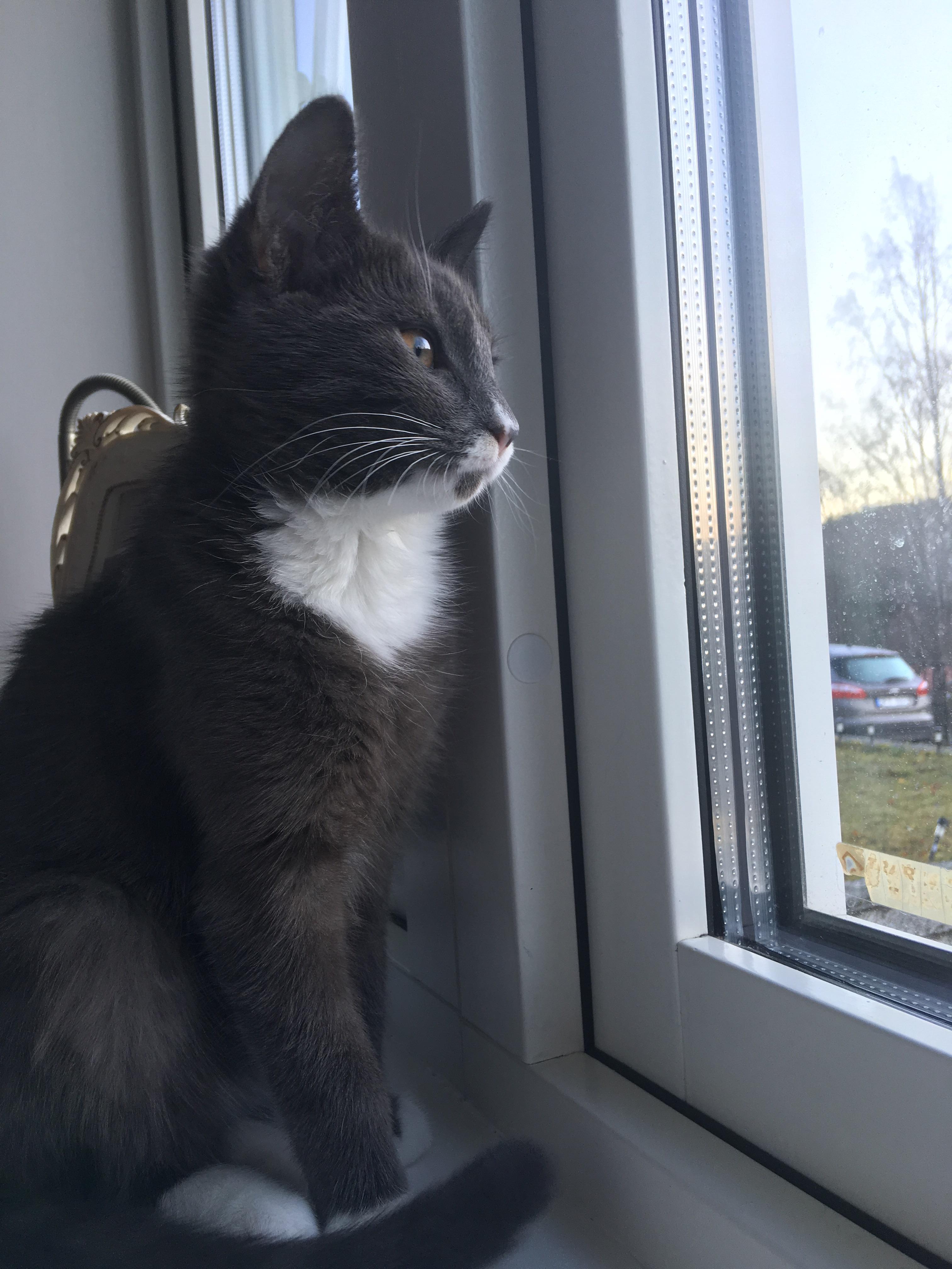 I finally managed to convince my family to adopt a cat. No regrets at