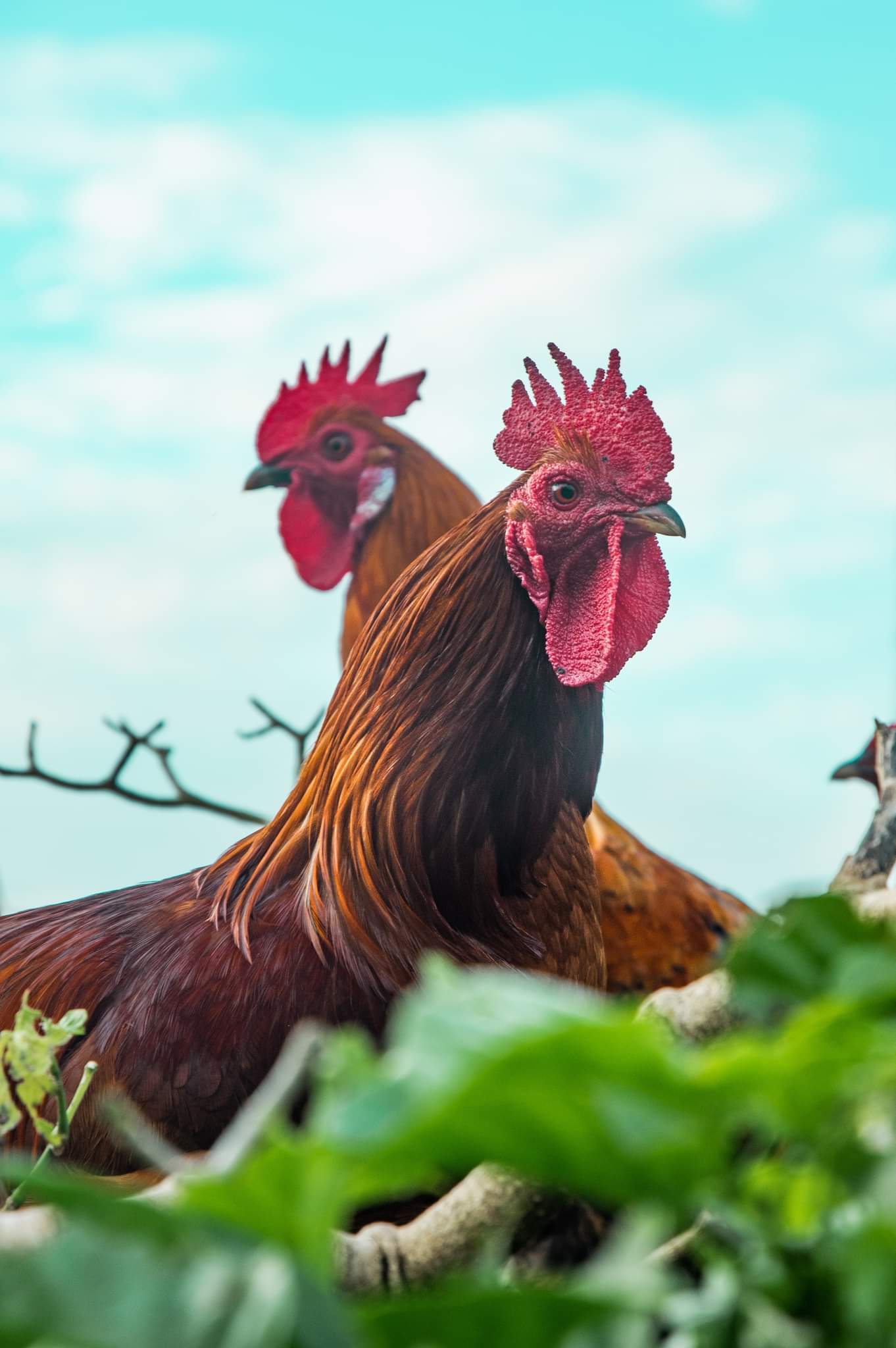 I have two roosters that live together in a tree r/mildlyinteresting