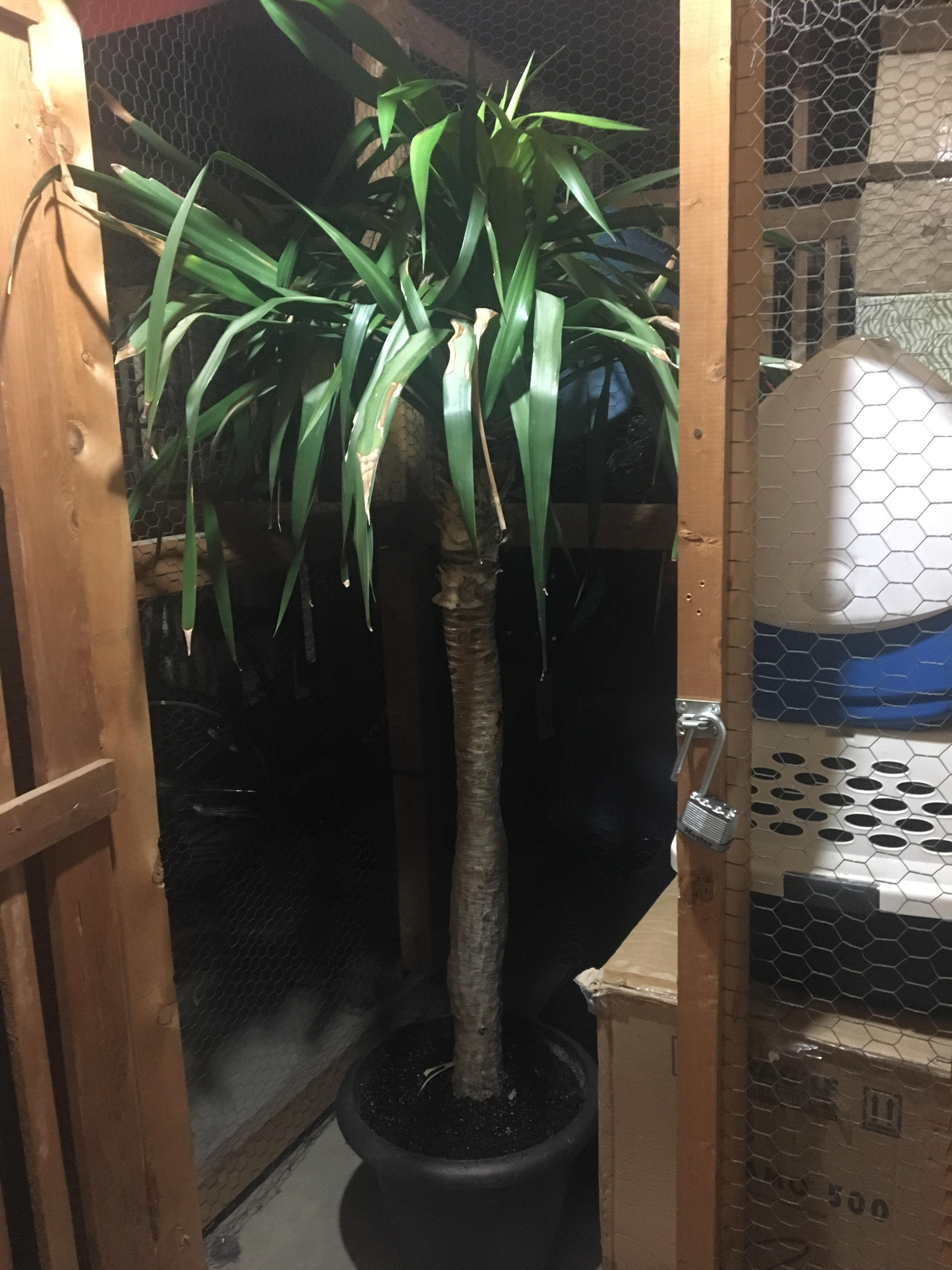 Is this palm tree ok for cats? I’ve read that most palms are safe (one