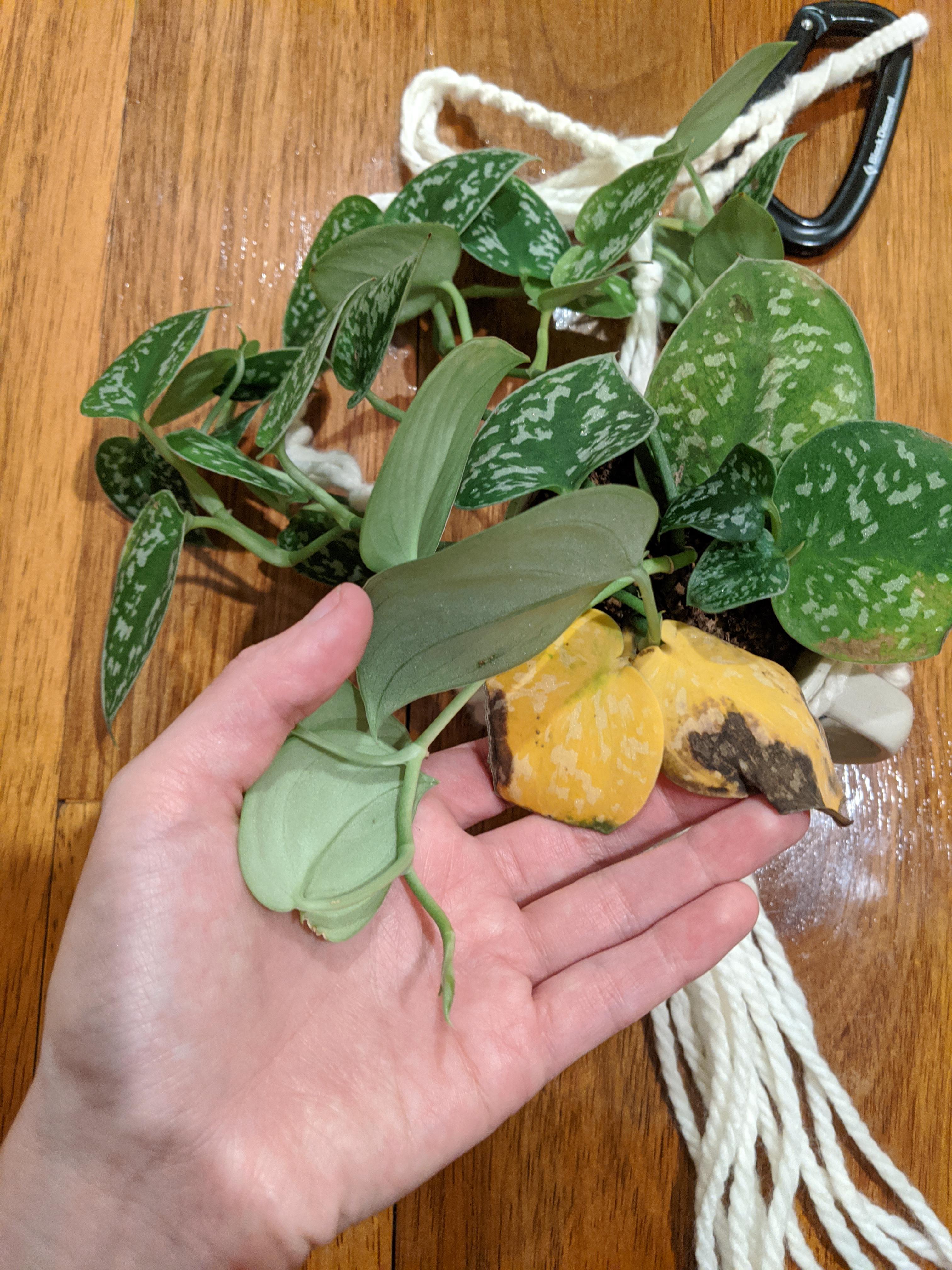 Yellowing leaves + new growth =? r/houseplants