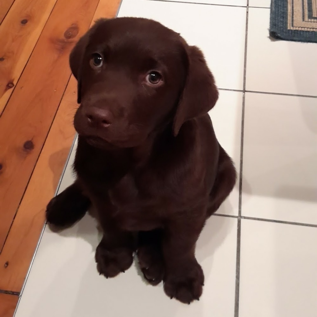 My chocolate lab at 8 weeks r/aww