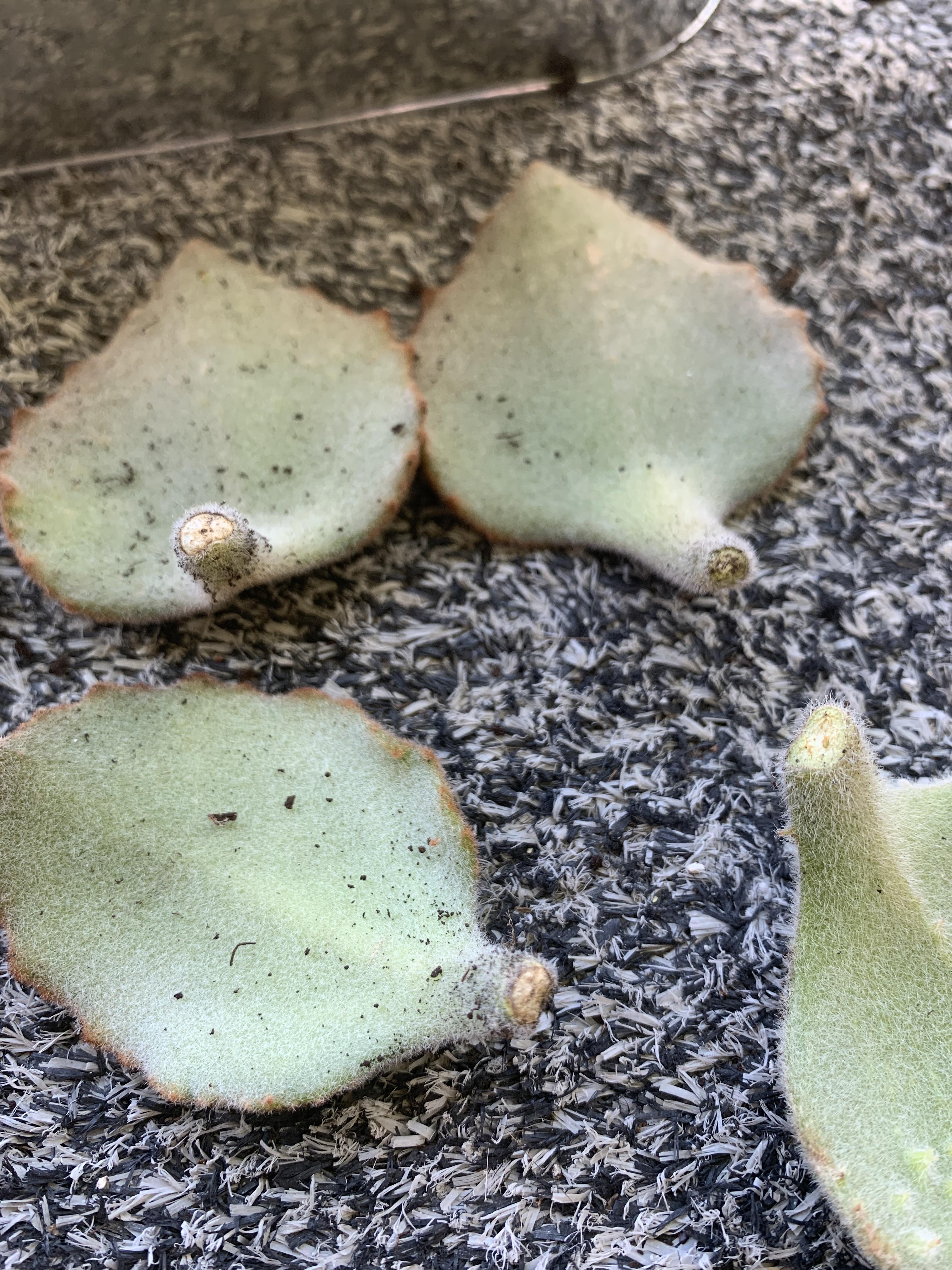 My Kalanchoe lost all its leaves. I’ve never propagated succulents before. How dry do the ends