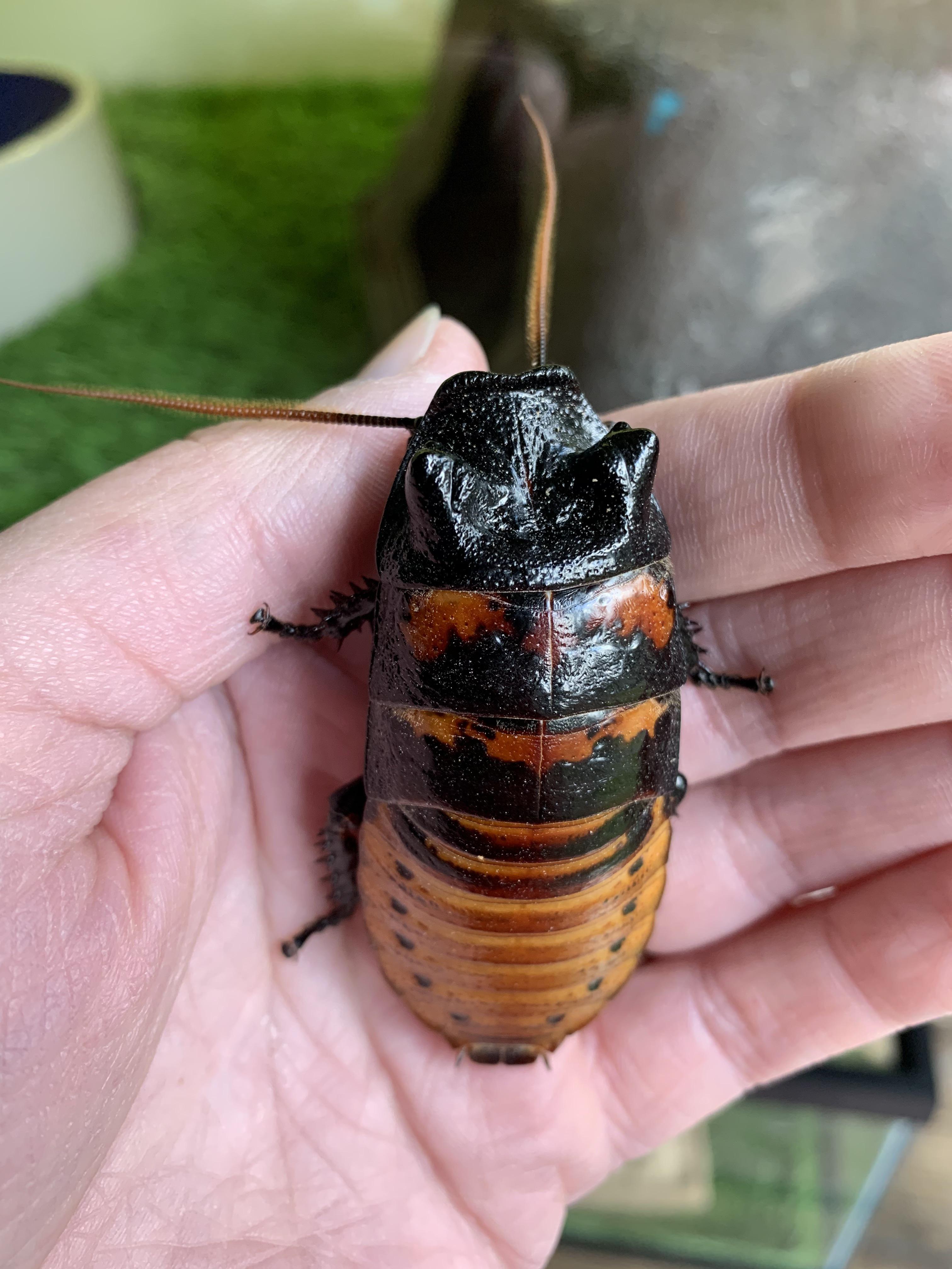 Therea regularis, the Orange Spot Domino Roach. Finally got a colony of