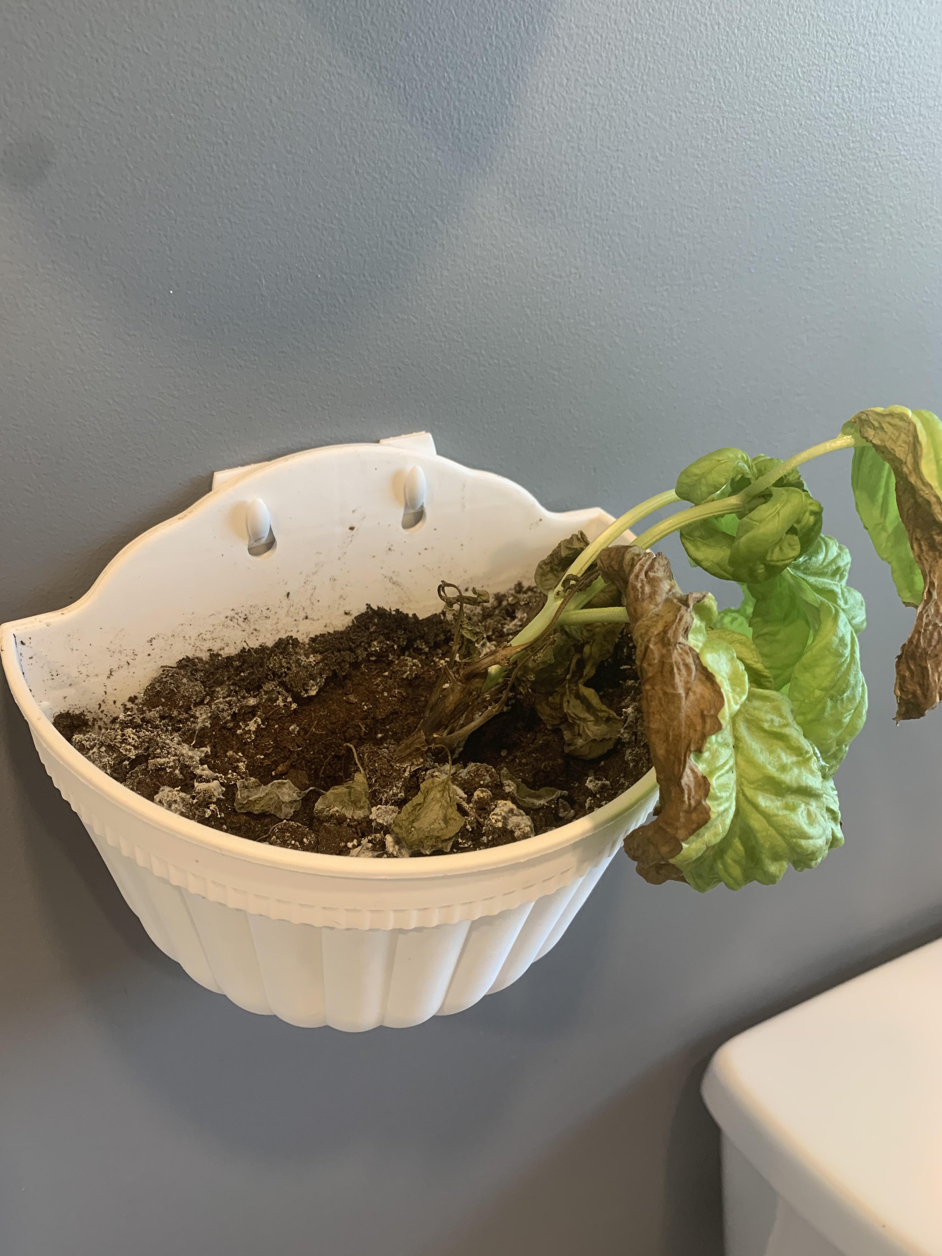 Will a Brita filter help with hard water? My latest excuse for my