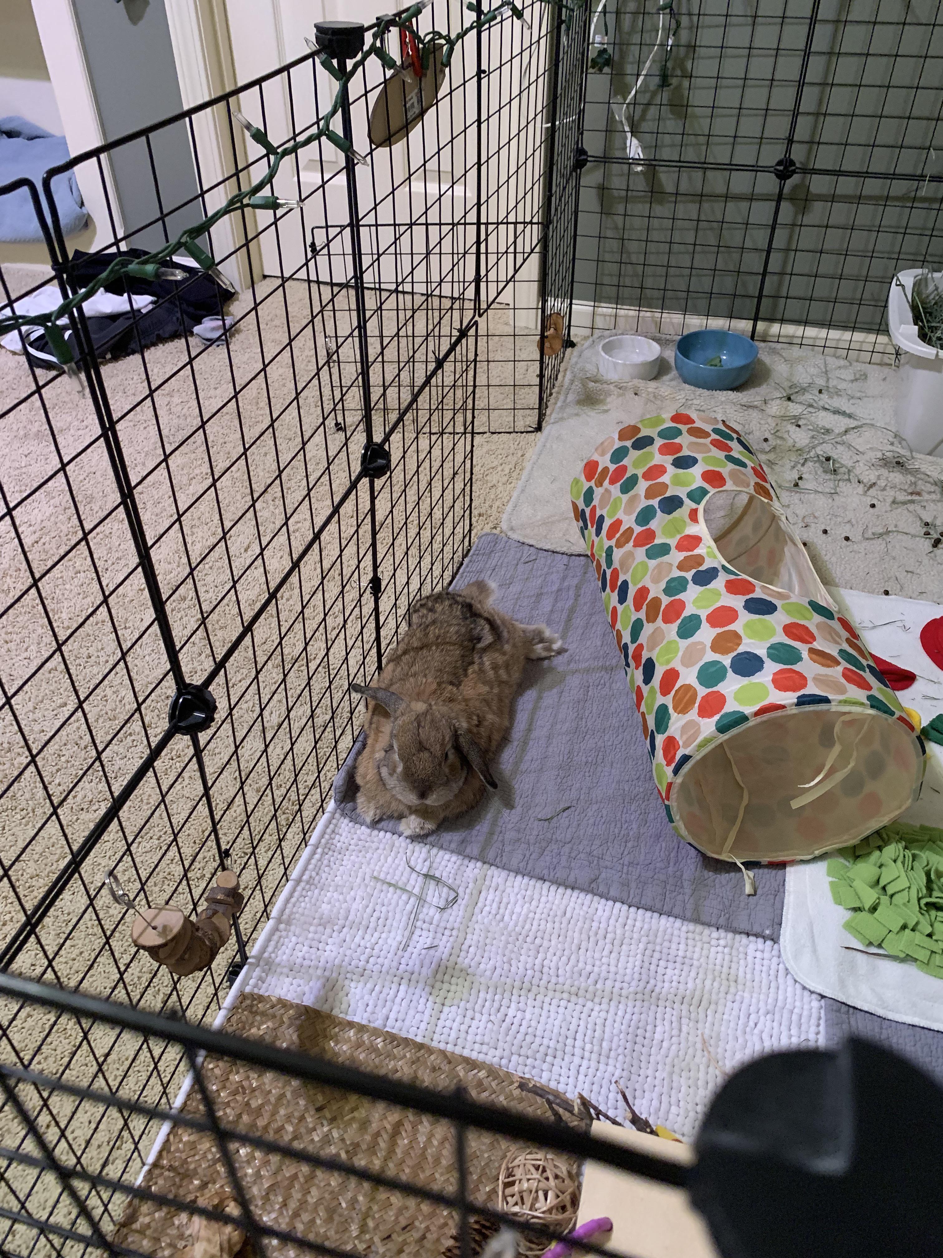 This little menace keeps peeing on my bed while I’m asleep/out of the