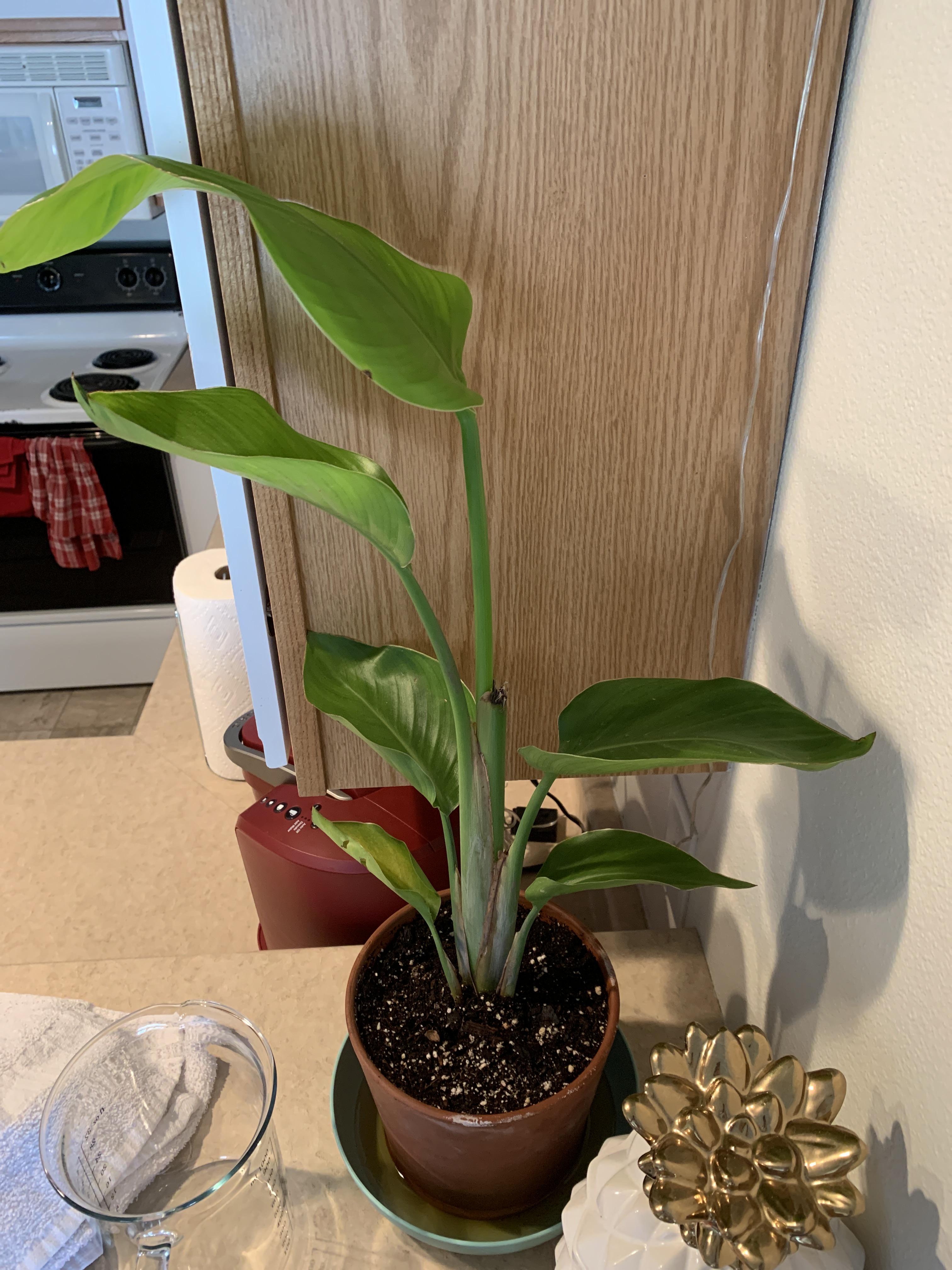 What is this plant called? How much water does it need and how much