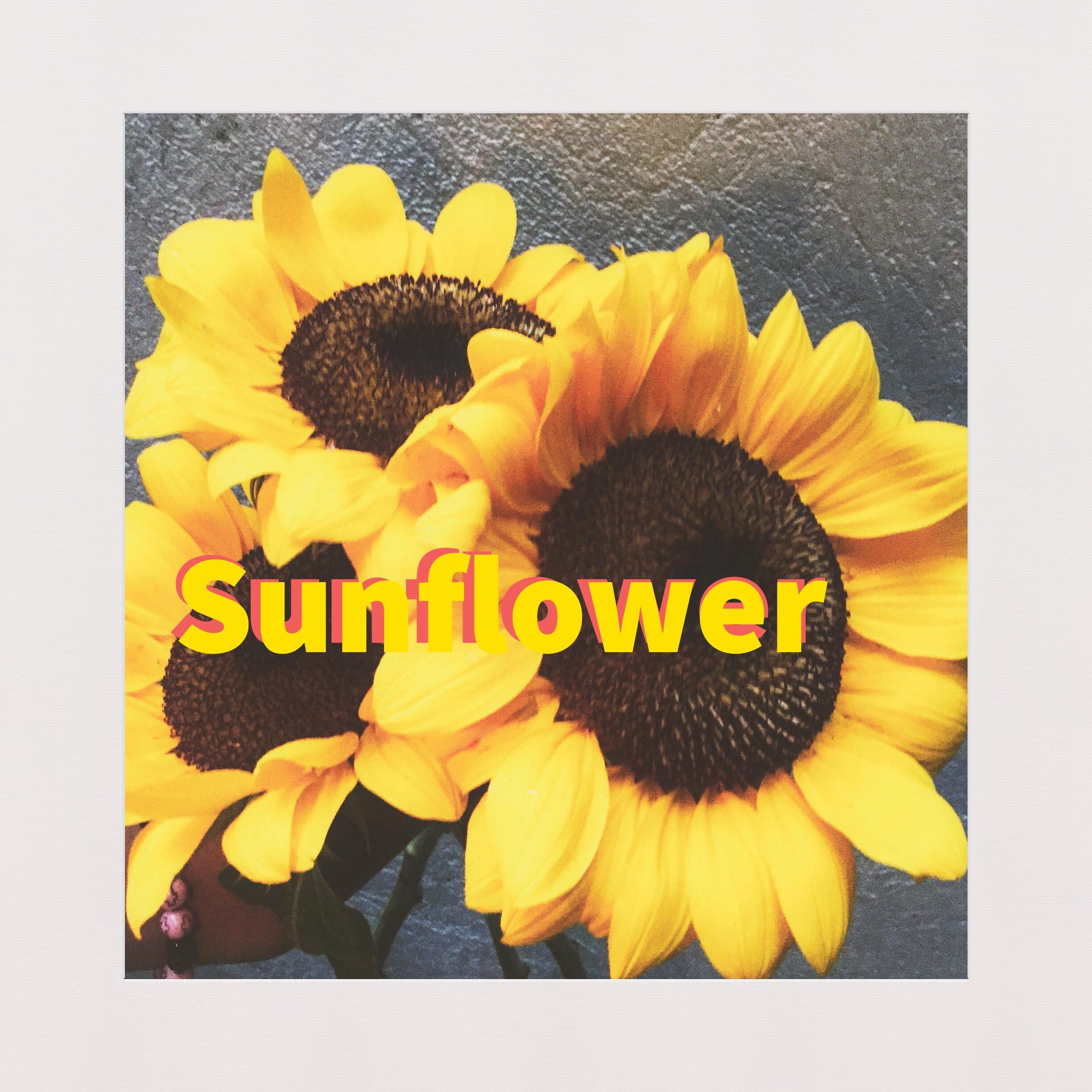 Rex Orange County Sunflower r/freshalbumart