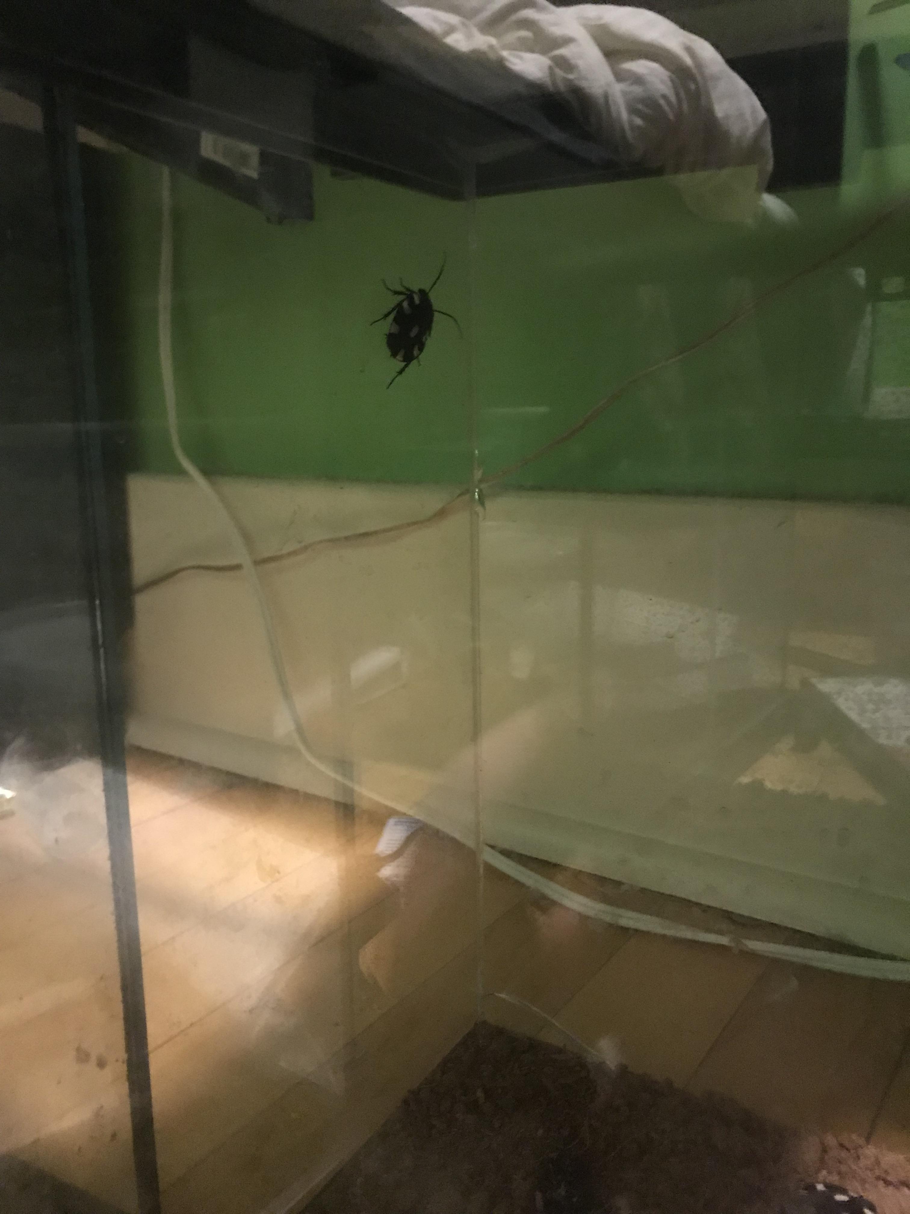 According to the seller, domino roaches can’t climb glass... r/roaches