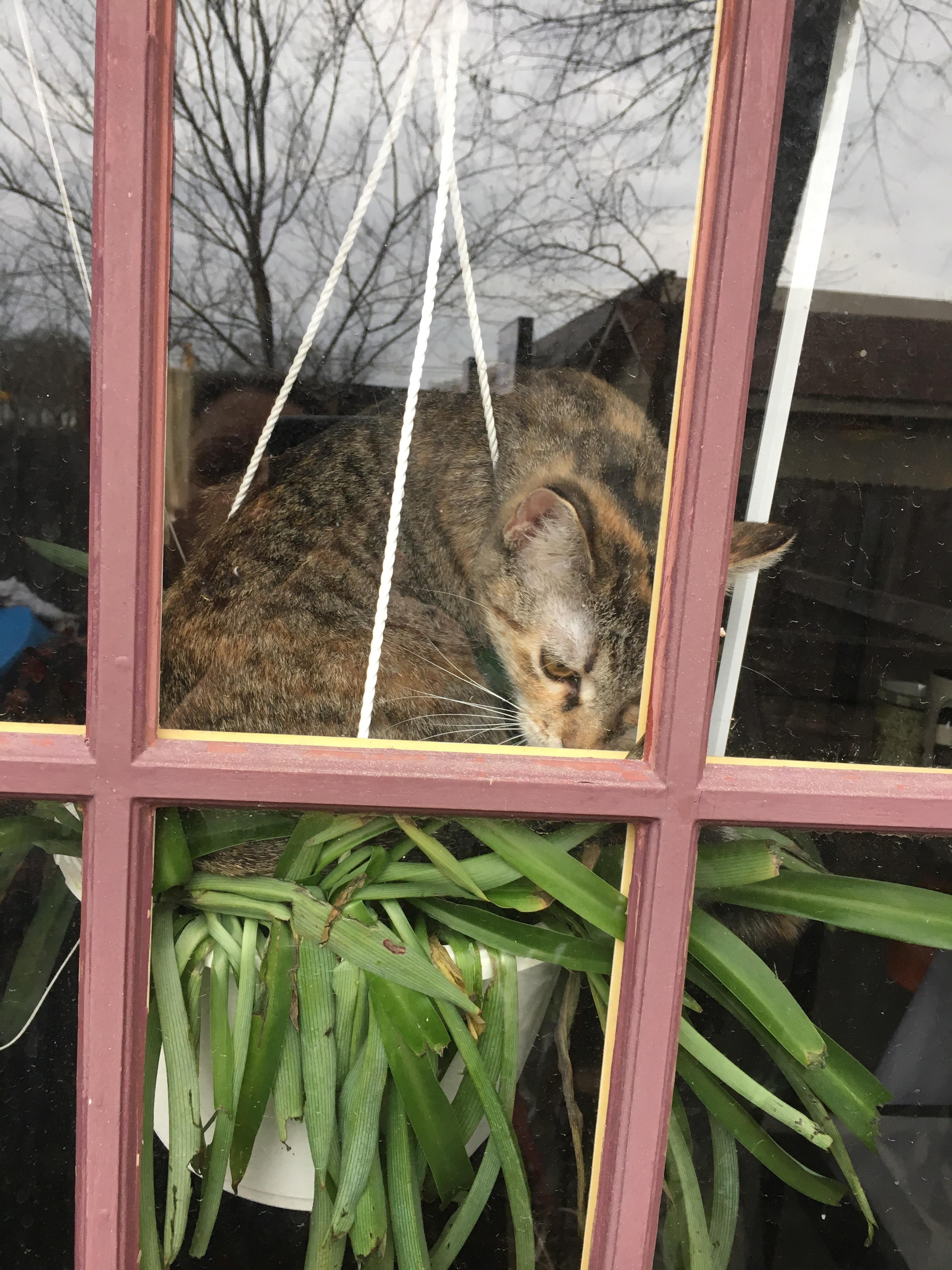 Cats in airplane plants is a thing. r/aww