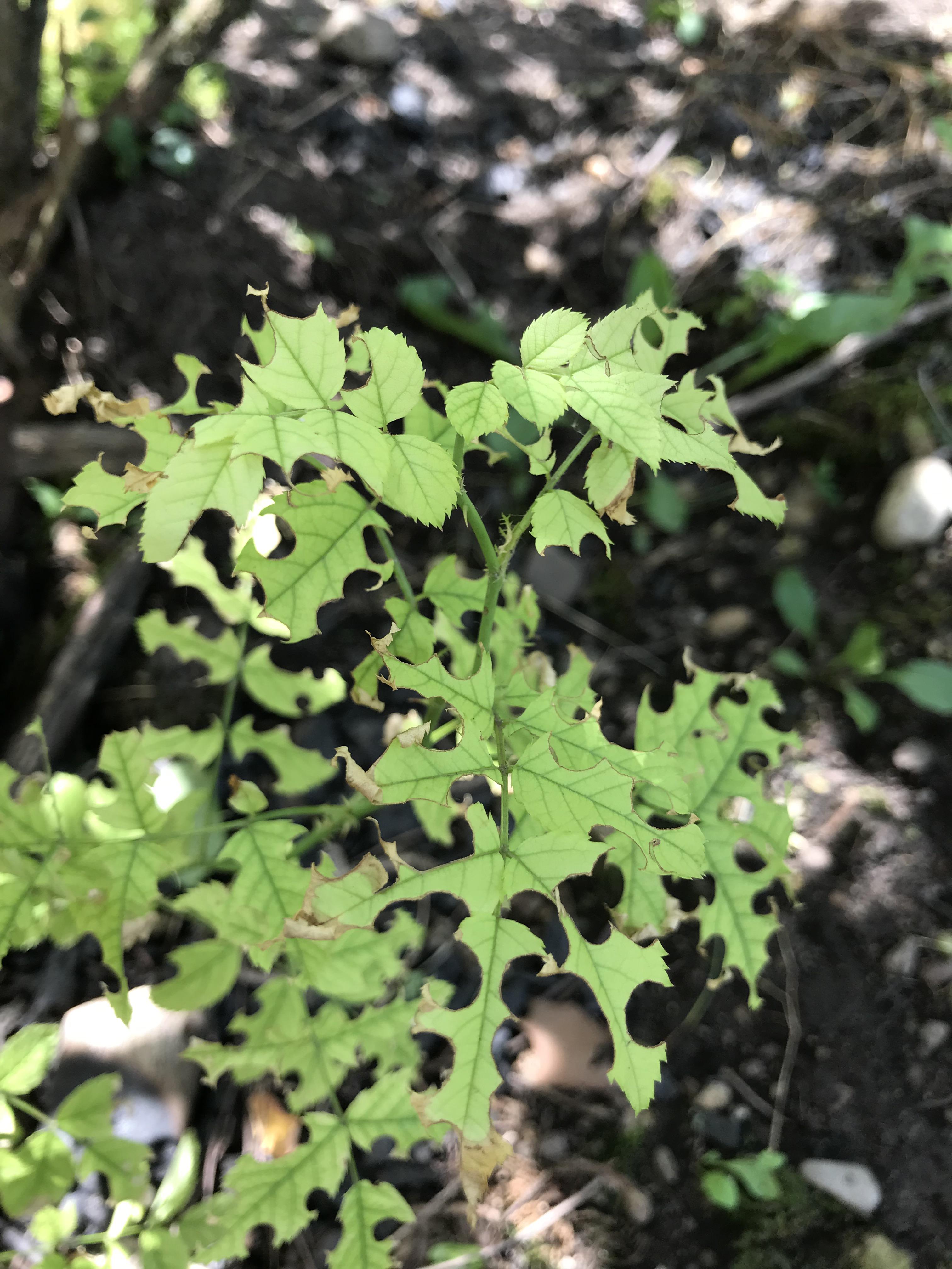 Something is eating my rose bush! I found this little guy after