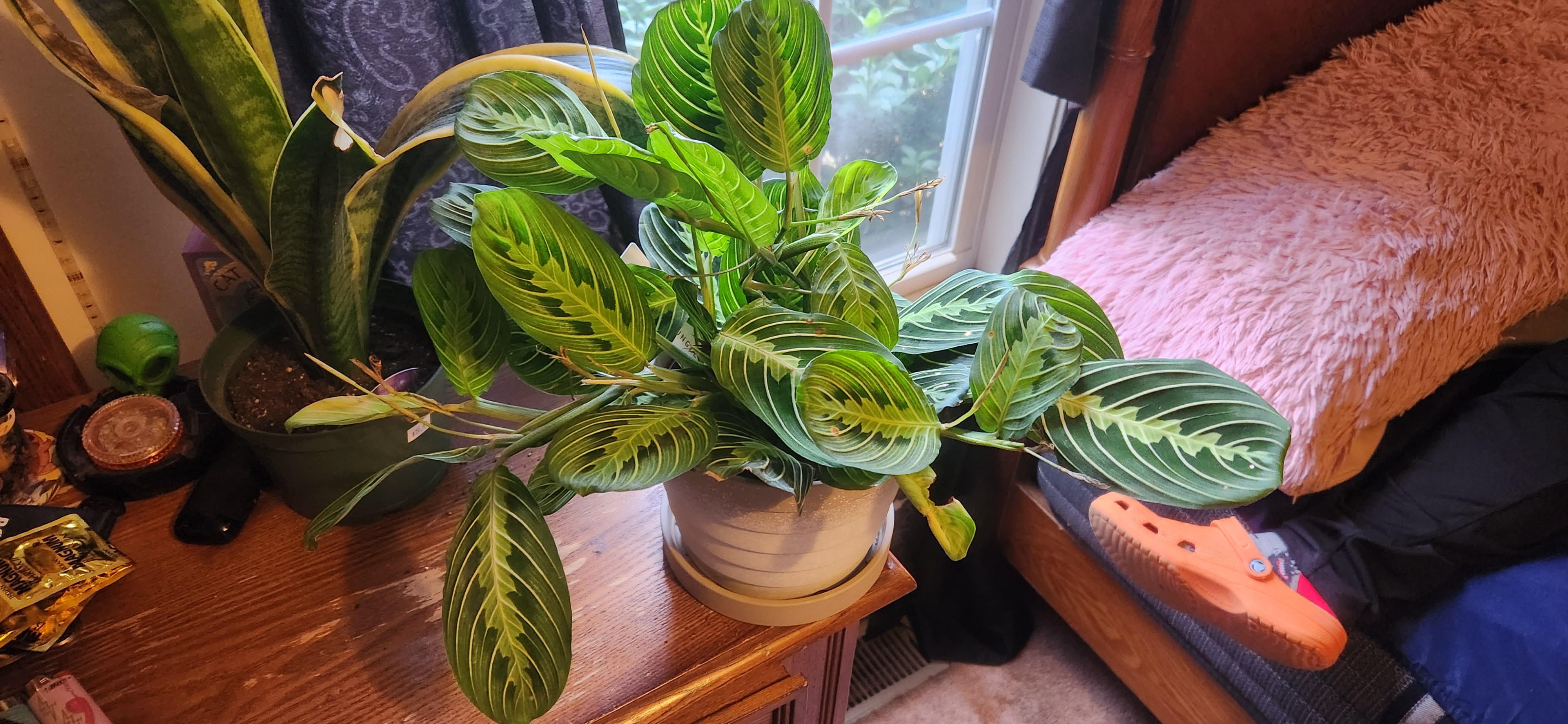 Just found my dream plant again & do not want to kill it! Any tips please! r/houseplants