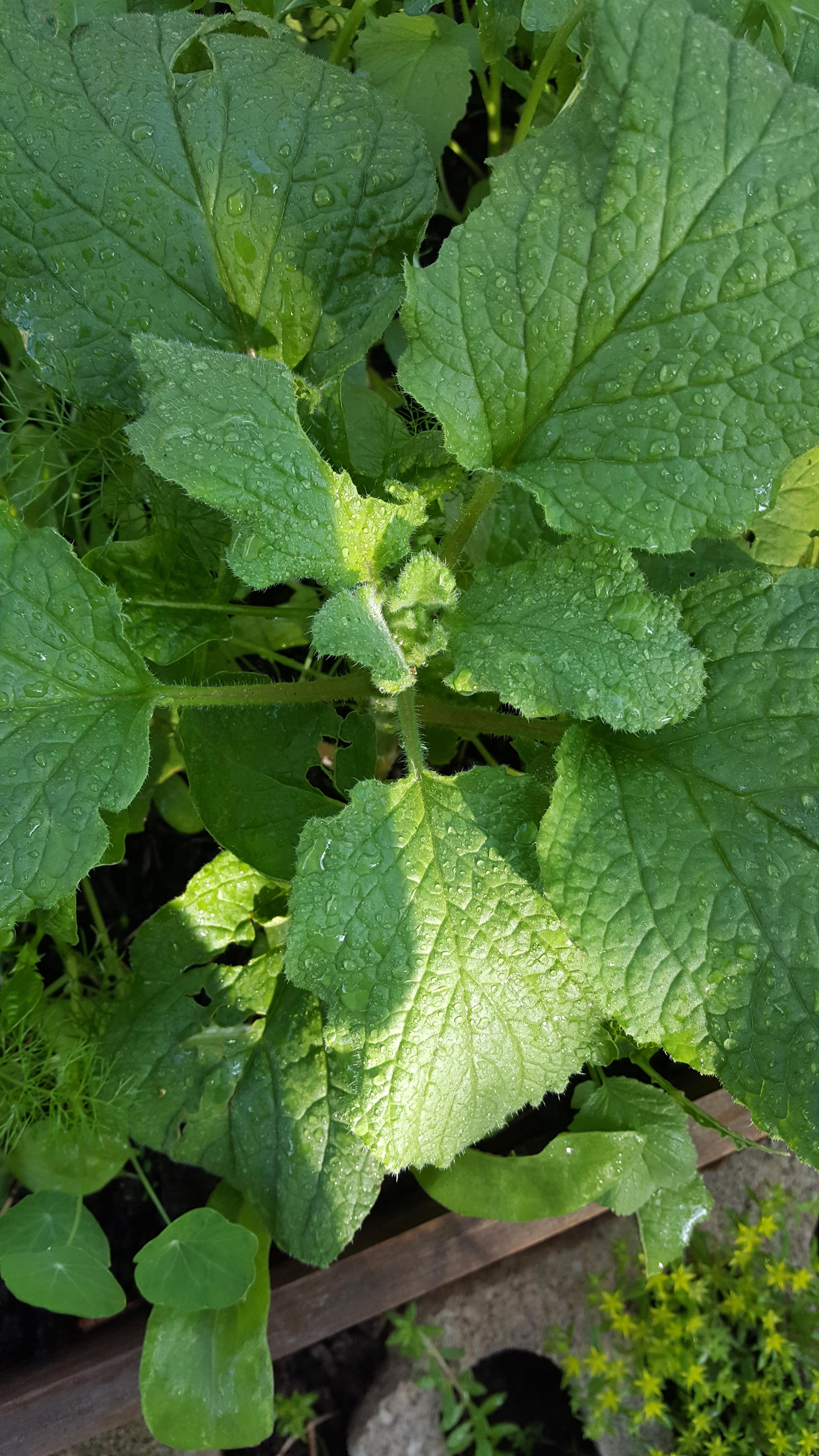 What is this plant? Fuzzy leaves with no fruit or root vegetable. r