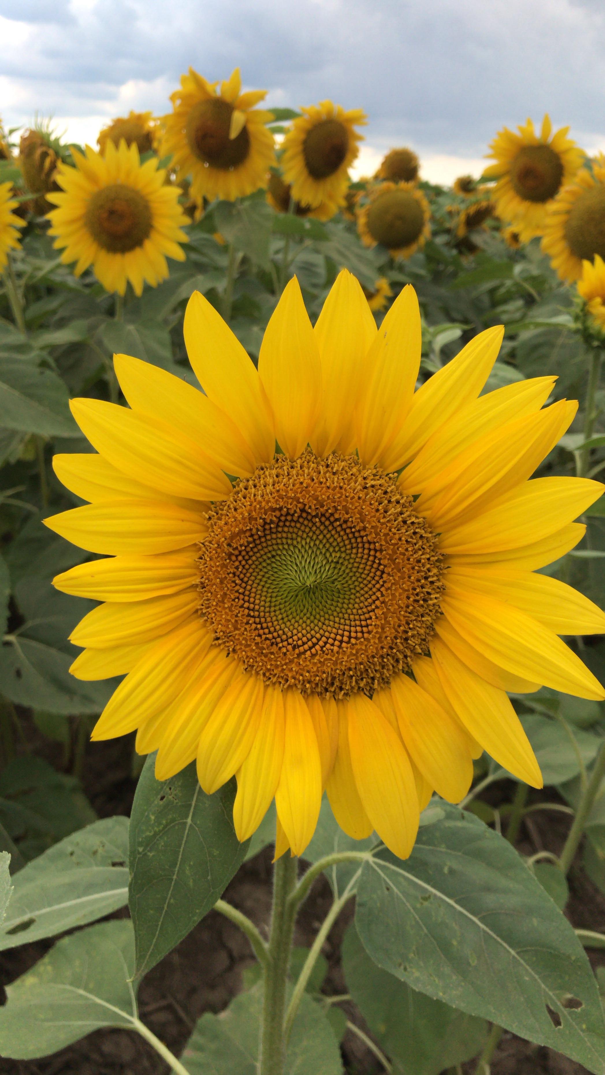 Sunflower 🌻 maze in Hebron, Illinois r/sunflowers