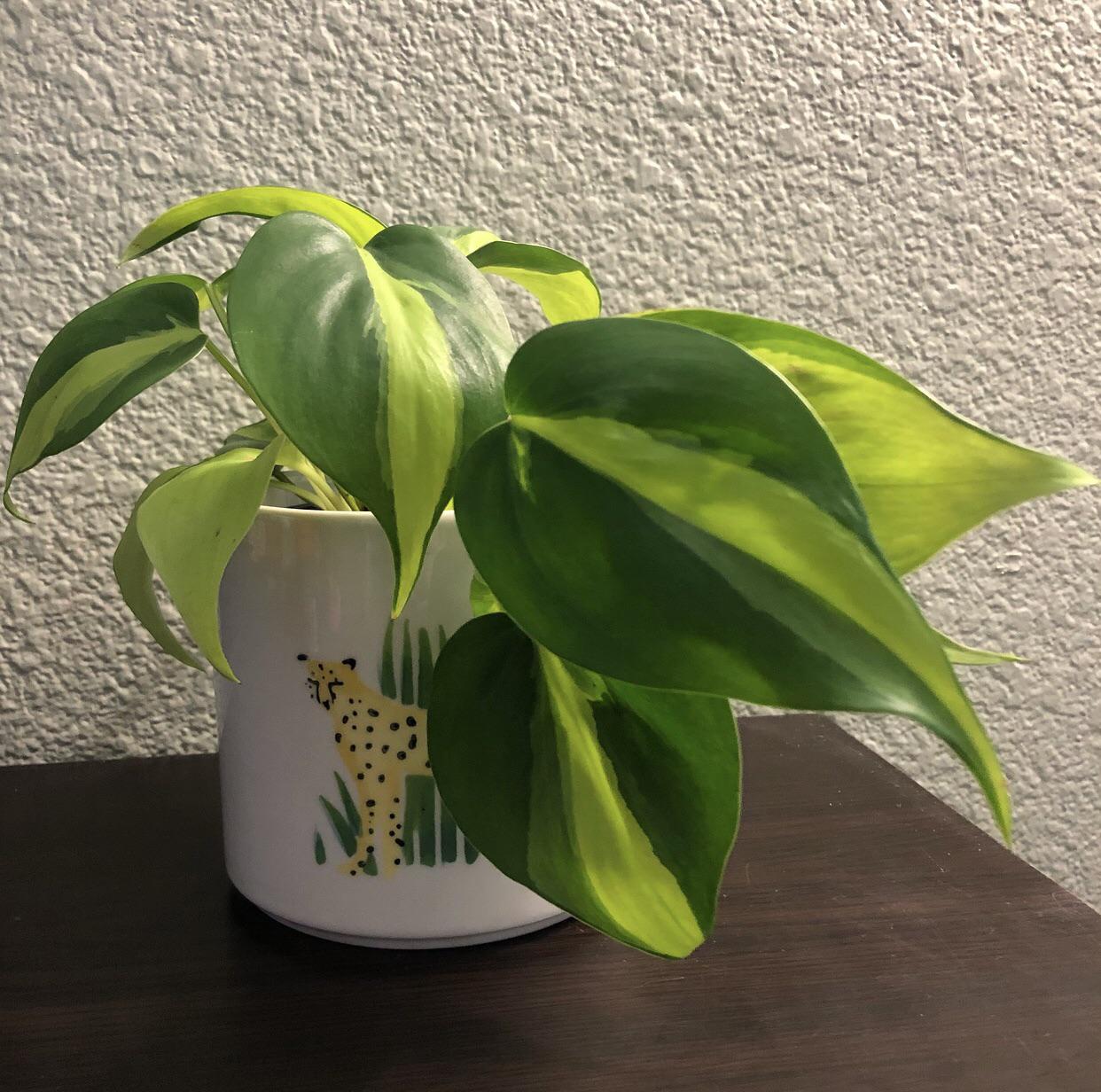Got this philodendron & pot from PlantHouse while visiting Virginia