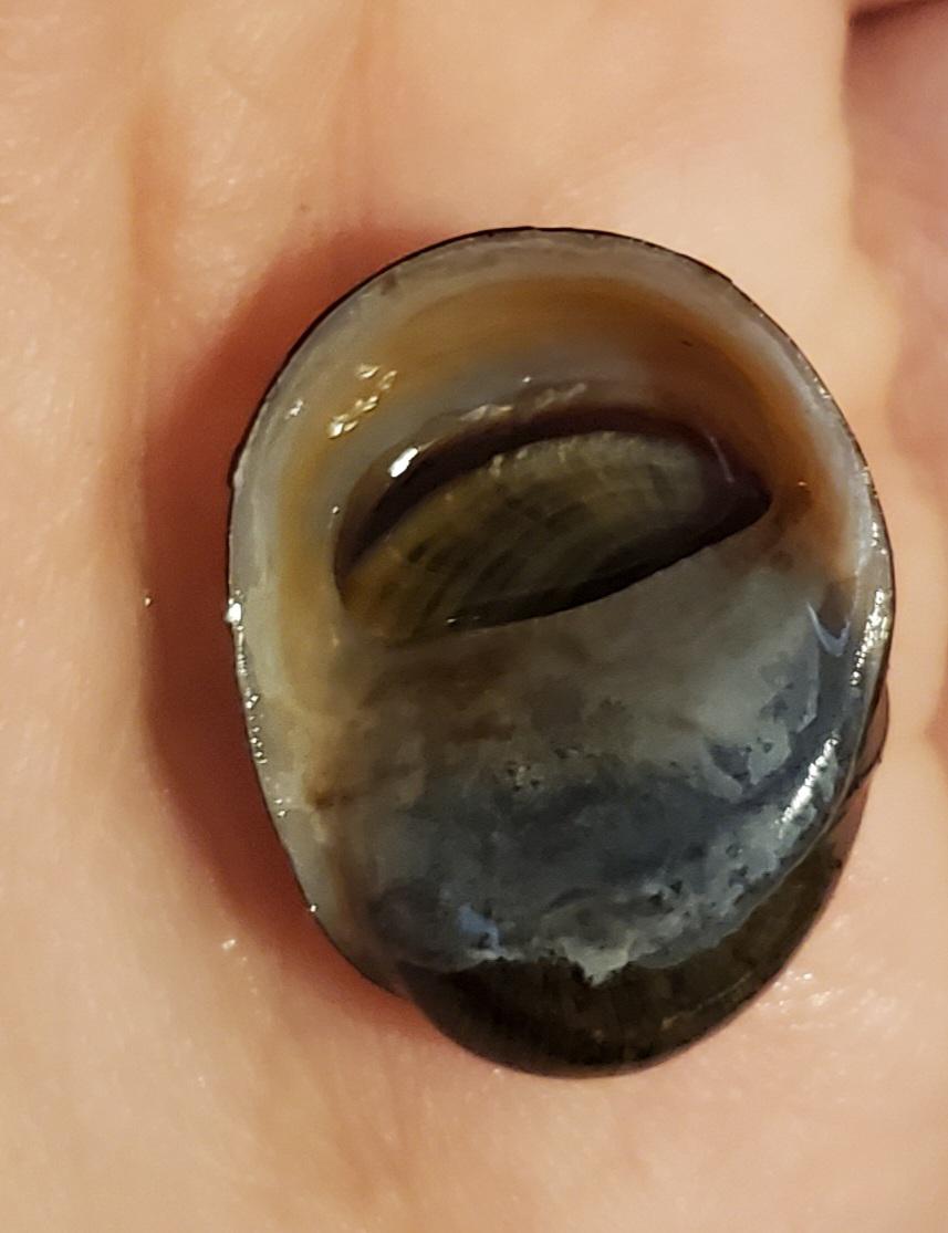 I'm in shock...I think my nerite is dead. She's been lying on the