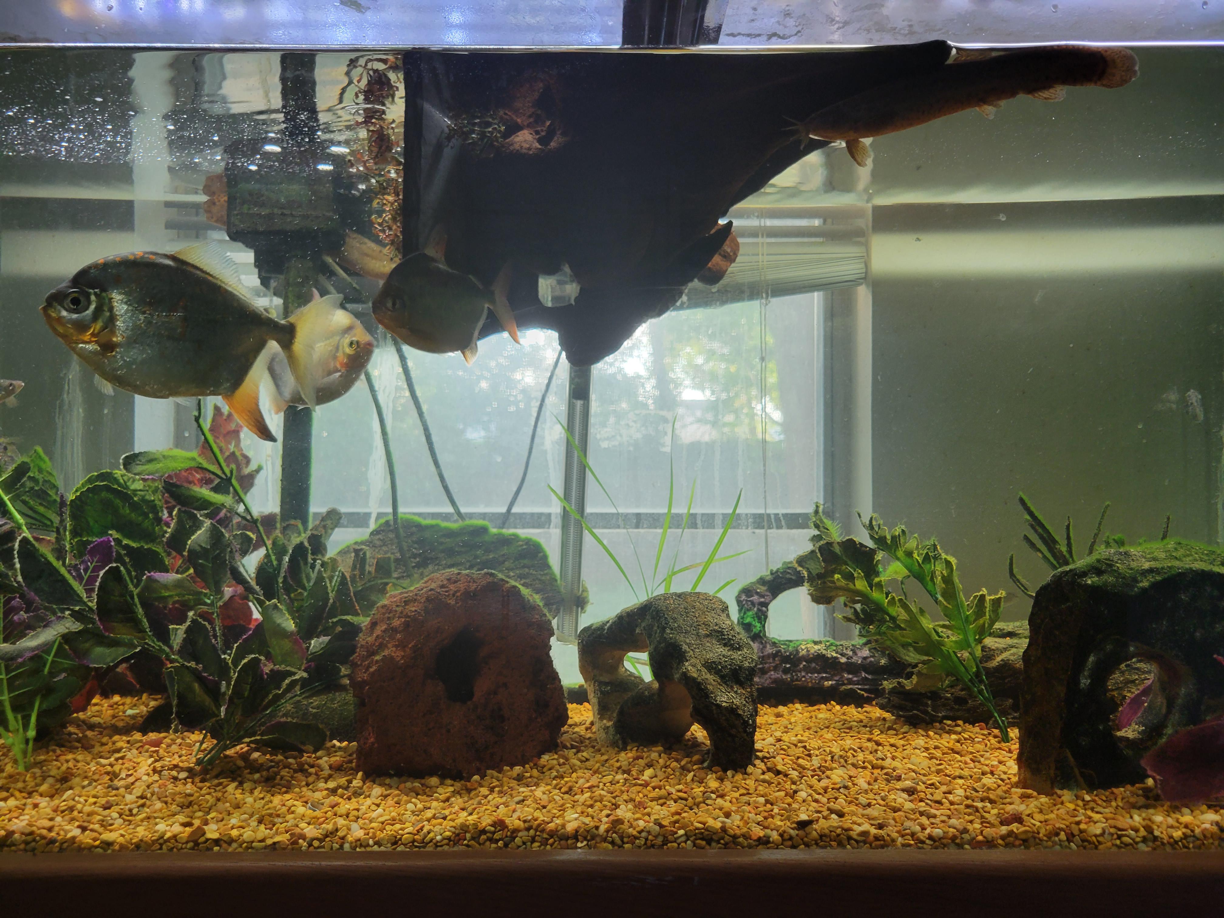 how can I get this driftwood to sink? it's been floating for weeks. was boiled several hours r