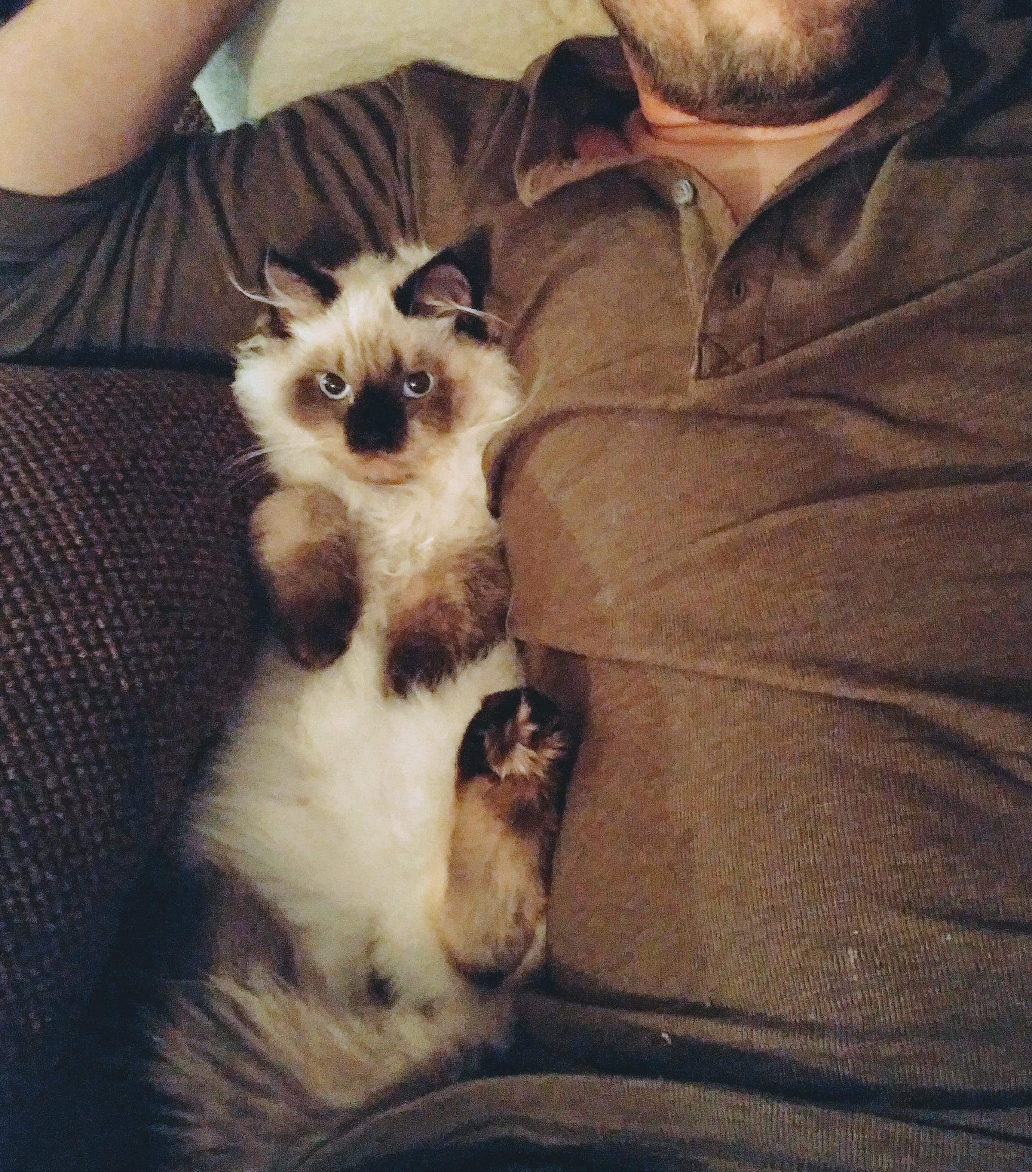 The most chill cats are Ragdolls! r/ragdolls