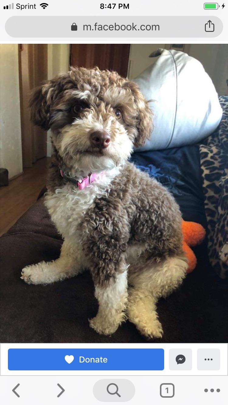 Schnoodle up for adoption in our dog rescue! r/aww