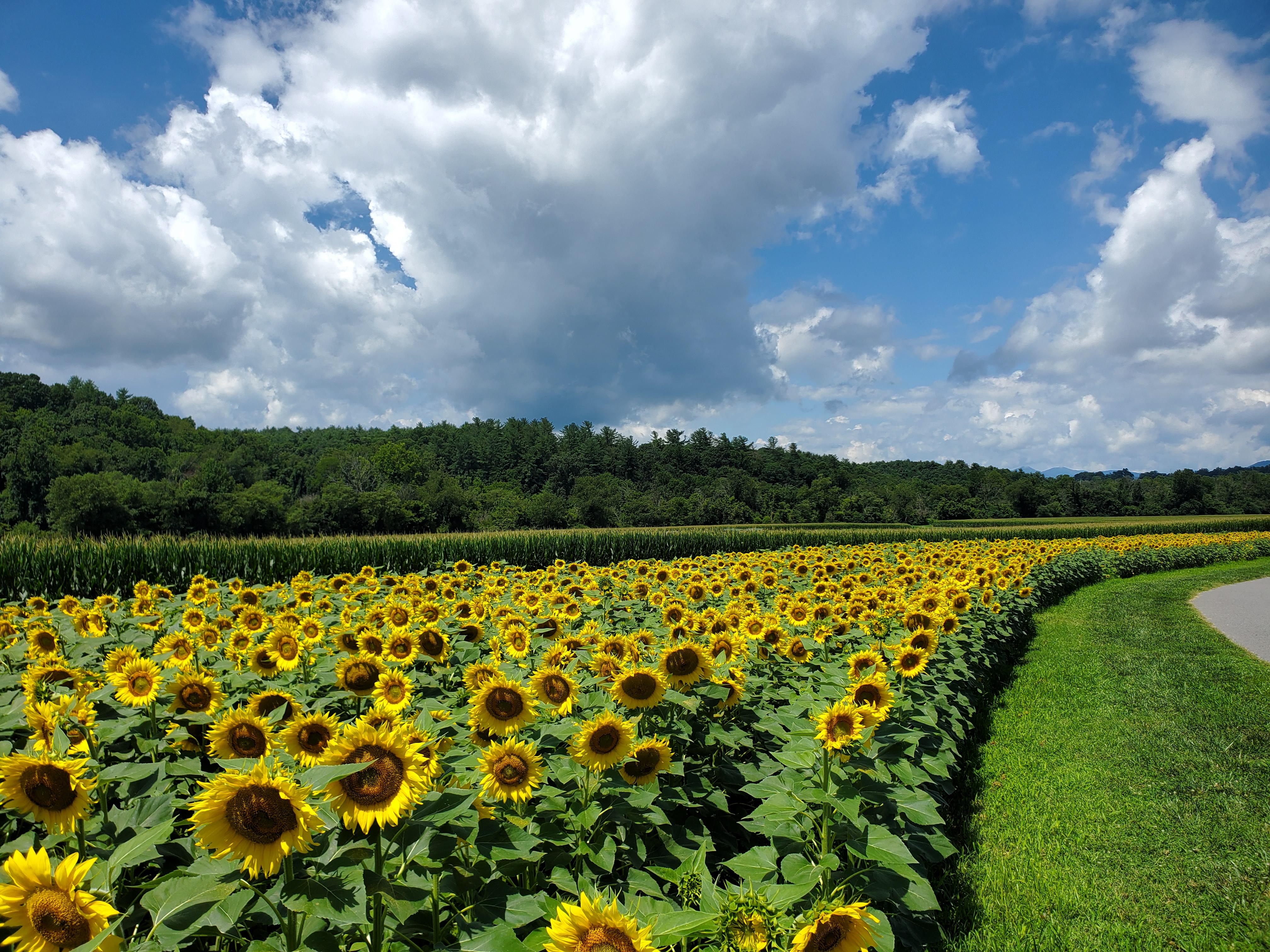 sunflowers are blooming at biltmore r/asheville