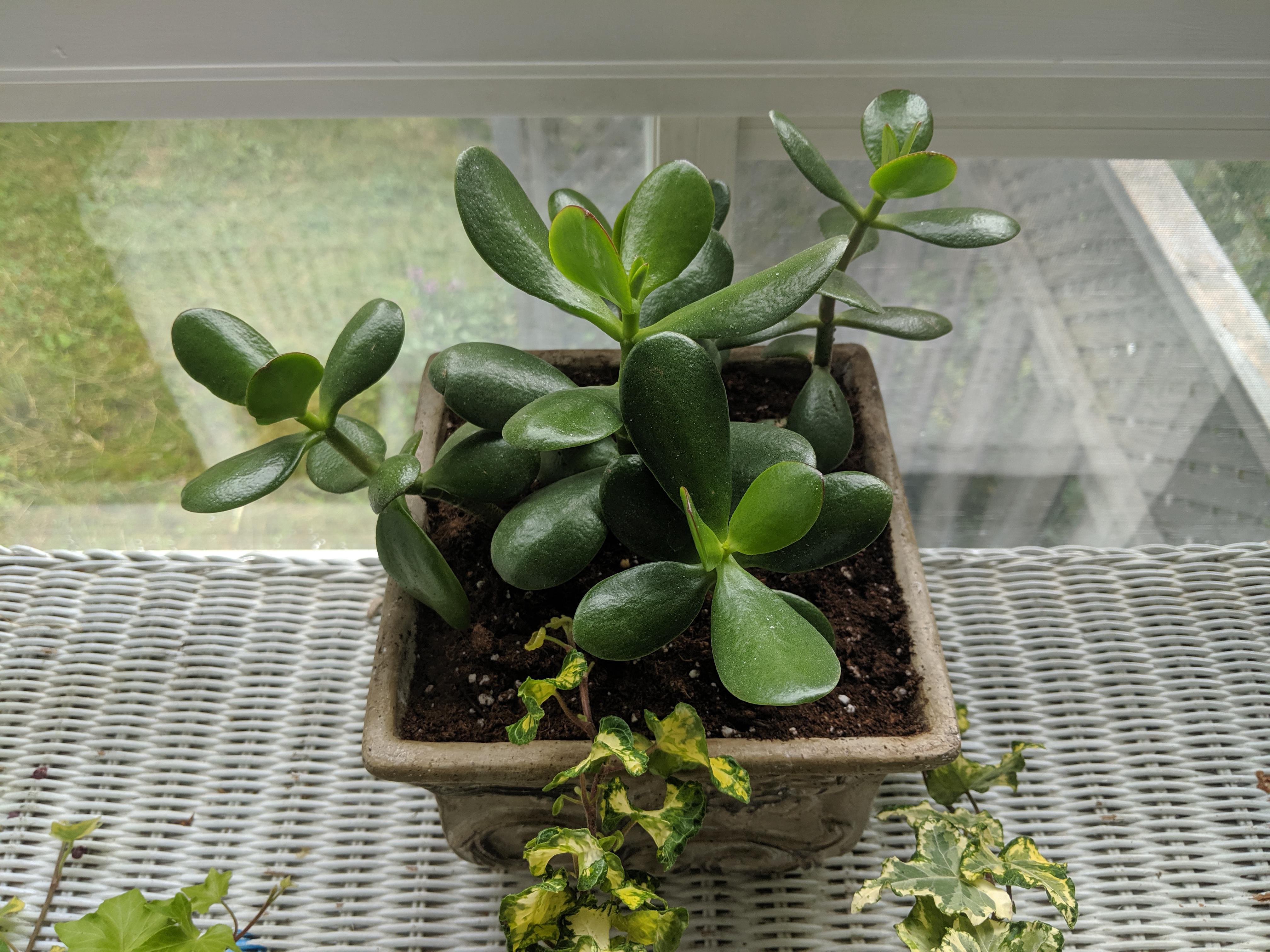 Loving this beautiful Jade plant that I just picked up at my local