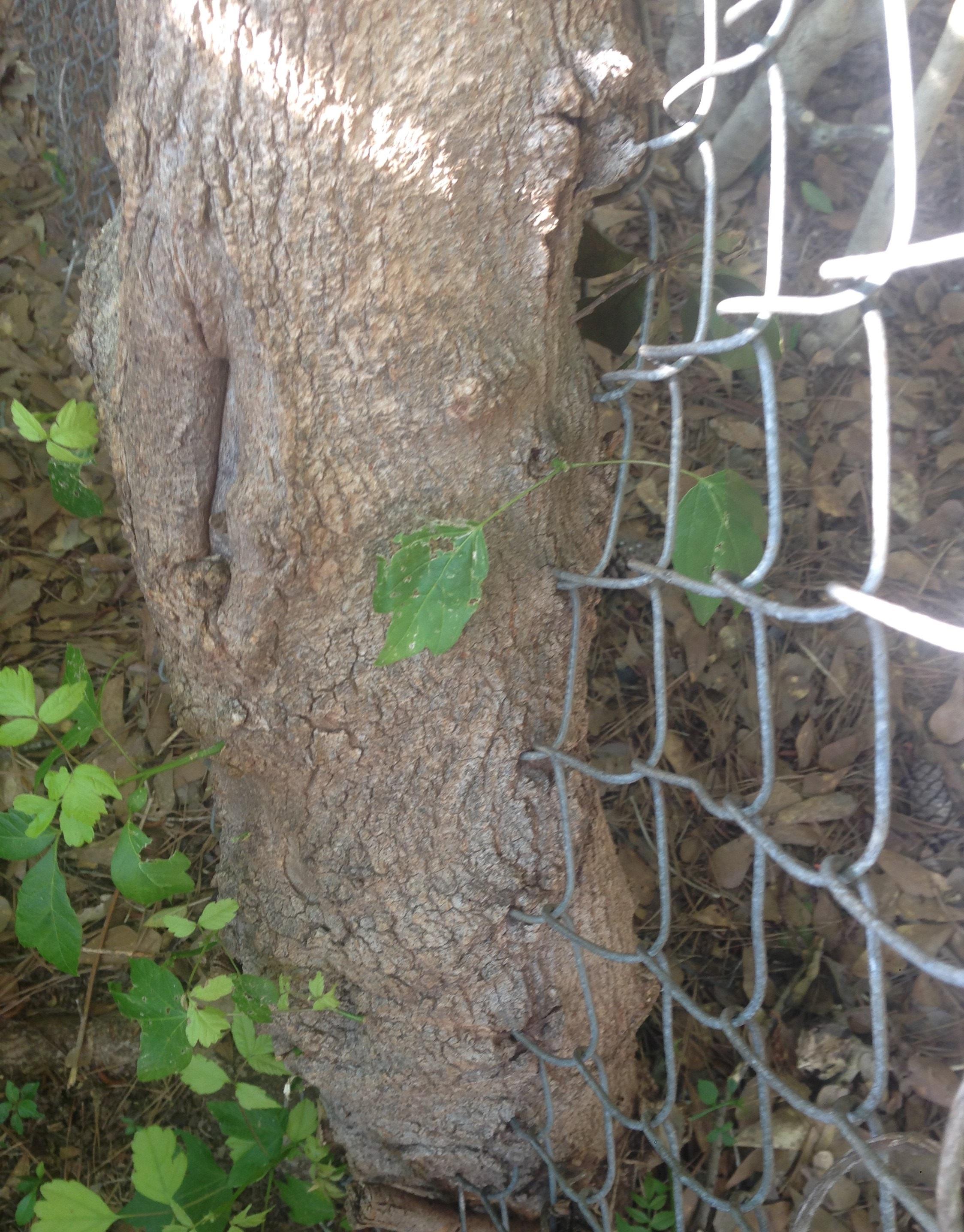 Tree encasing a chain link fence TreesSuckingOnThings