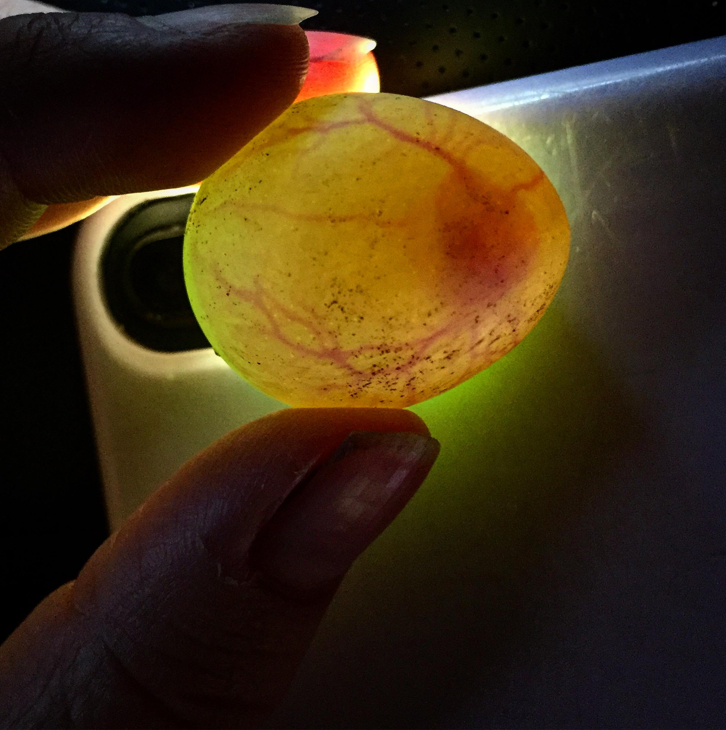 7 day old quail embryo. This is our first time incubating and so far we