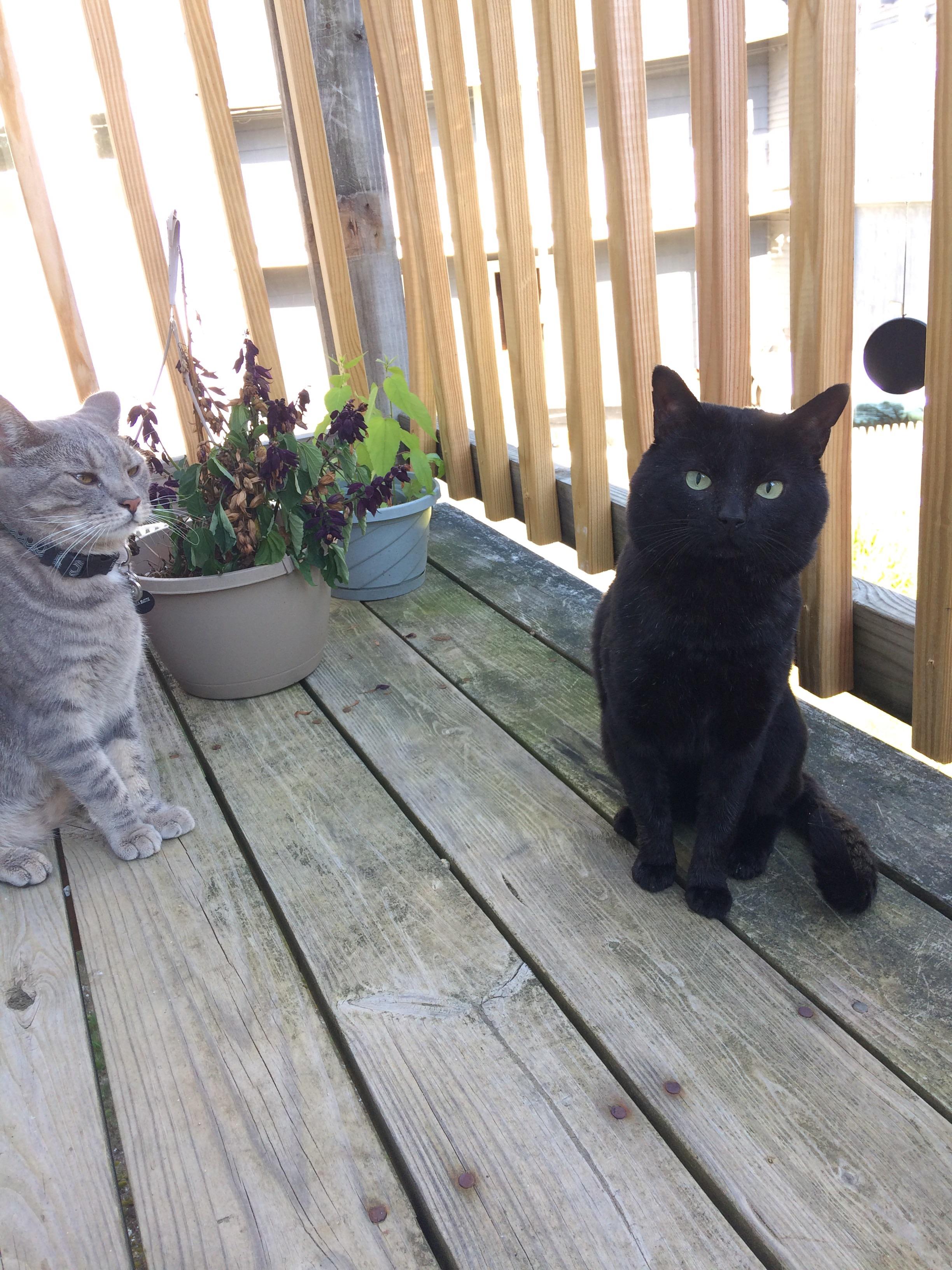 I don’t think my cat is too pleased I fed a stray cat on the porch