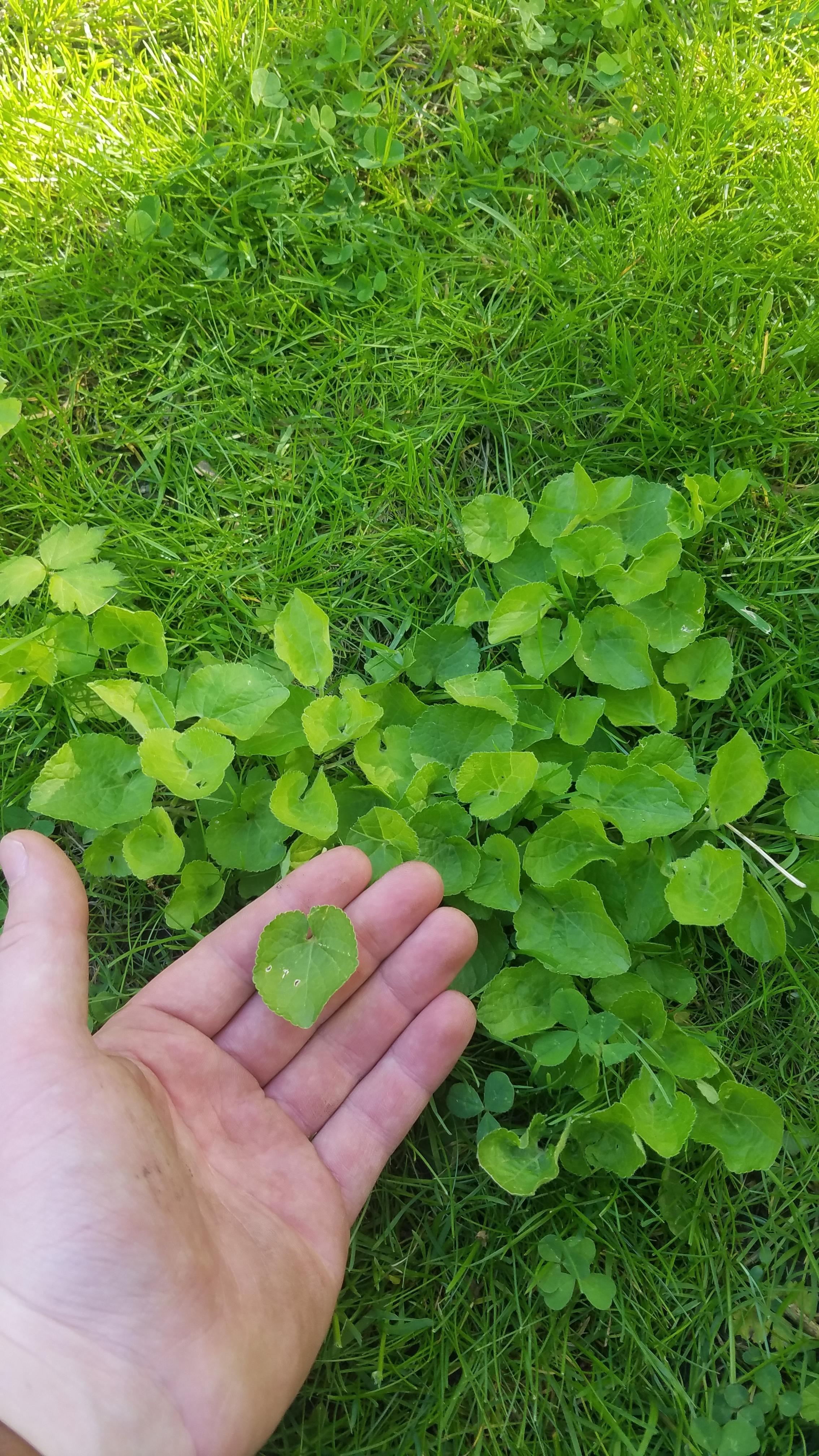 My dog keeps eating these and throwing up. They grow everywhere in the