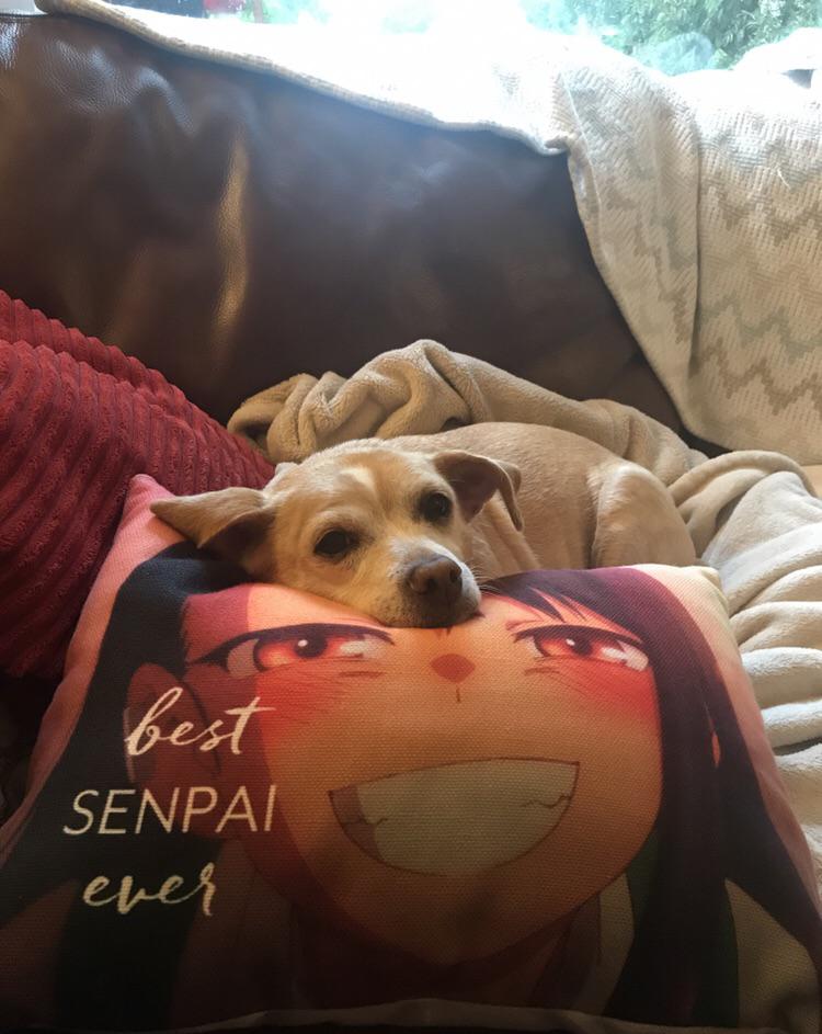 My dog loves the new pillow! nagatoro