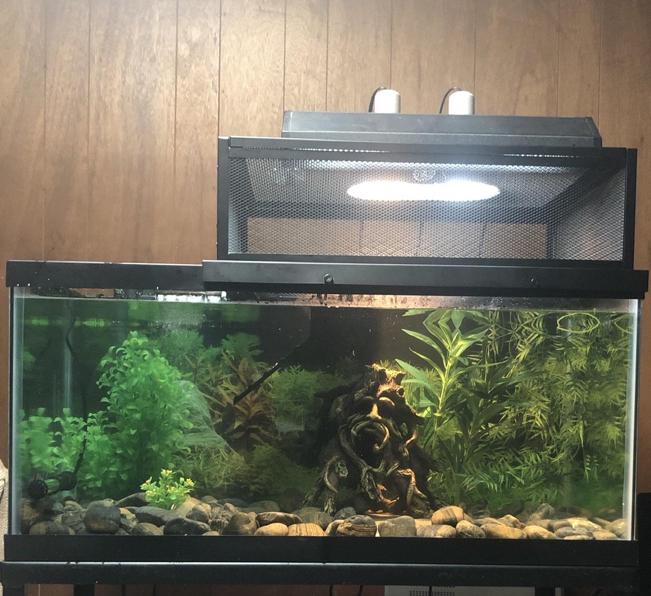 I added a topper and new uv and head lamps to my 40 gallon breeder for