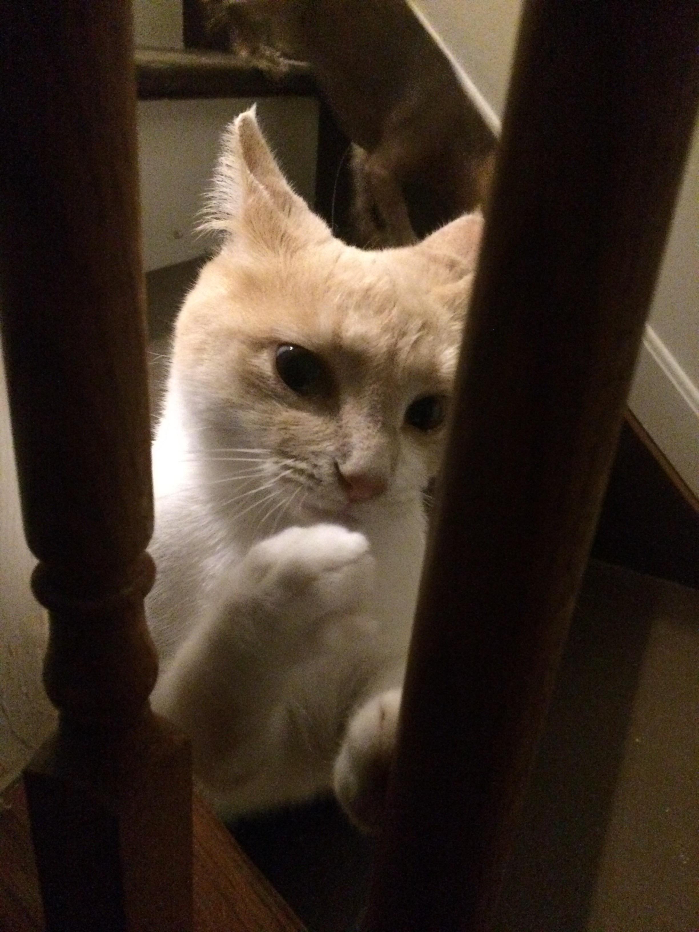 My cat (Sara) snickering cats