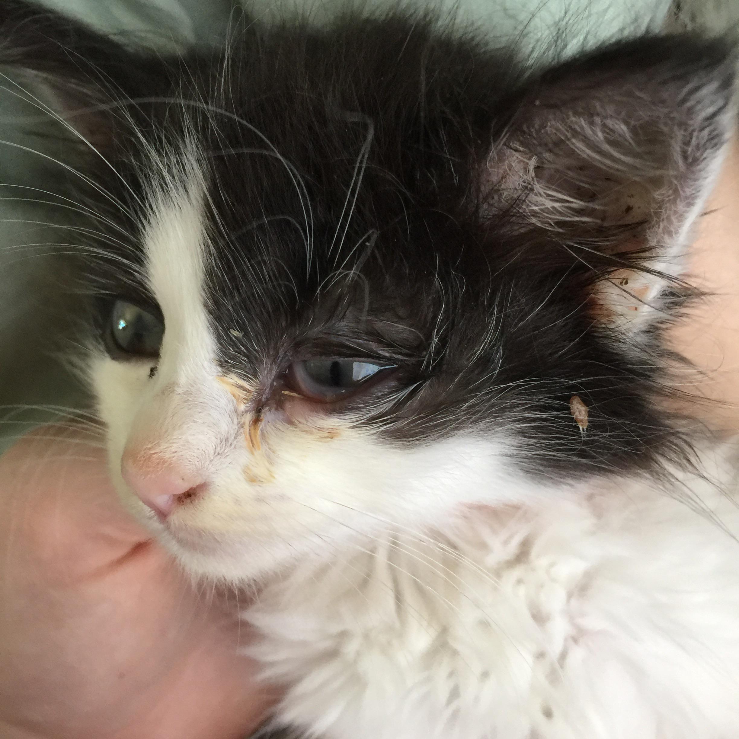 URGENT what is wrong with my kittens eye?? I see the flipped eyelid