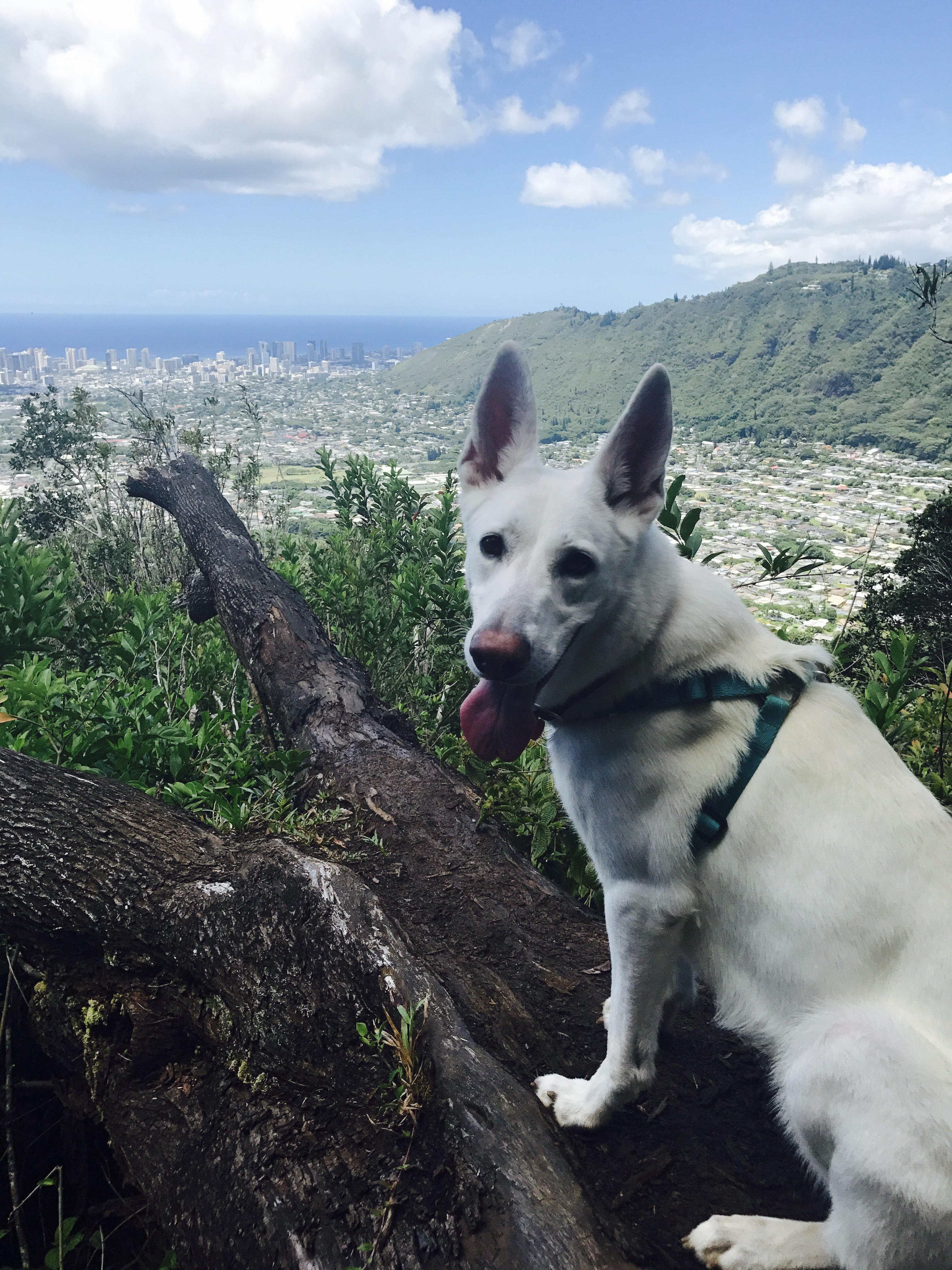 My White German Shepherd hiking above Manoa, Oahu. Great