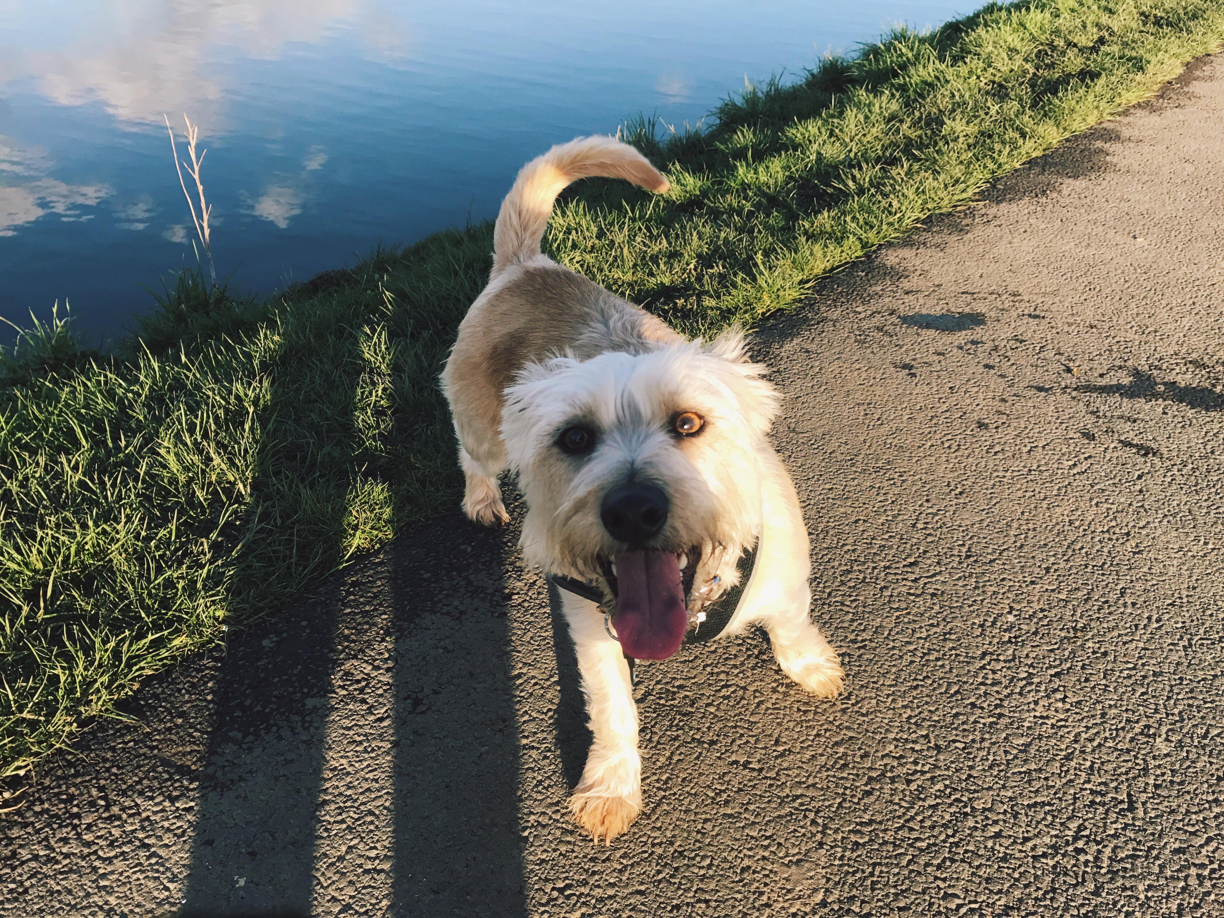 When you get let off the lead for the first time while out for walks! r/PuppySmiles