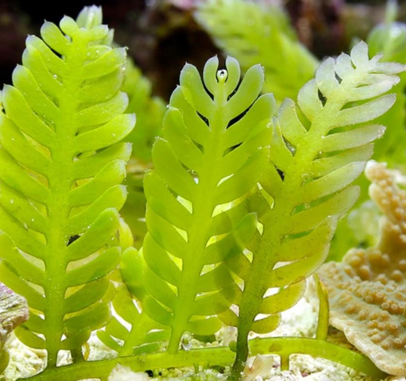 Caulerpa Taxifolia