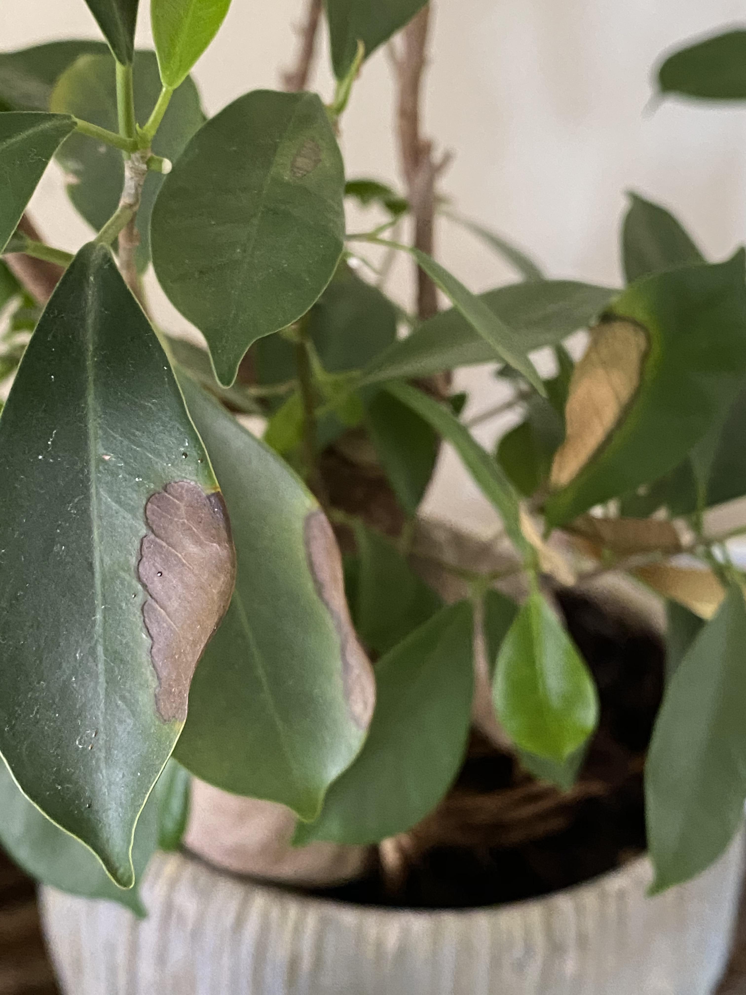 My ficus bonsai has these discolorations ( what is wrong with it? r